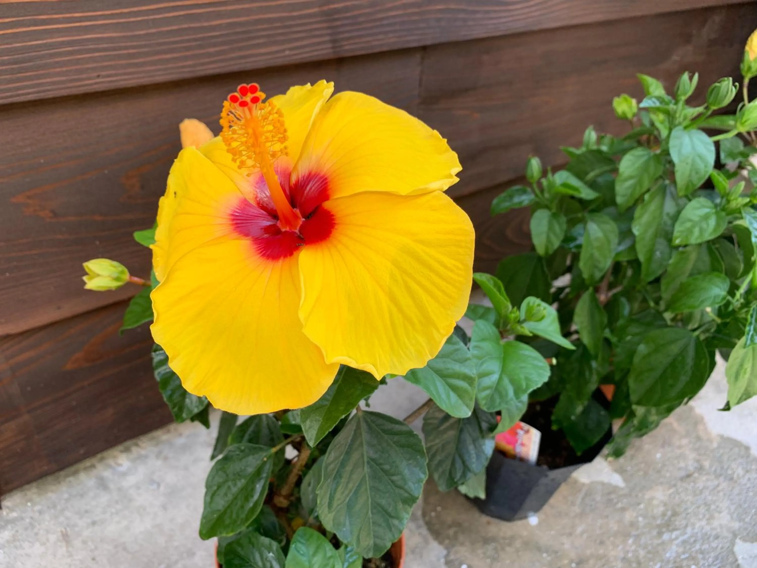 Garden view in Condominium WAFU TEI Okinawa city