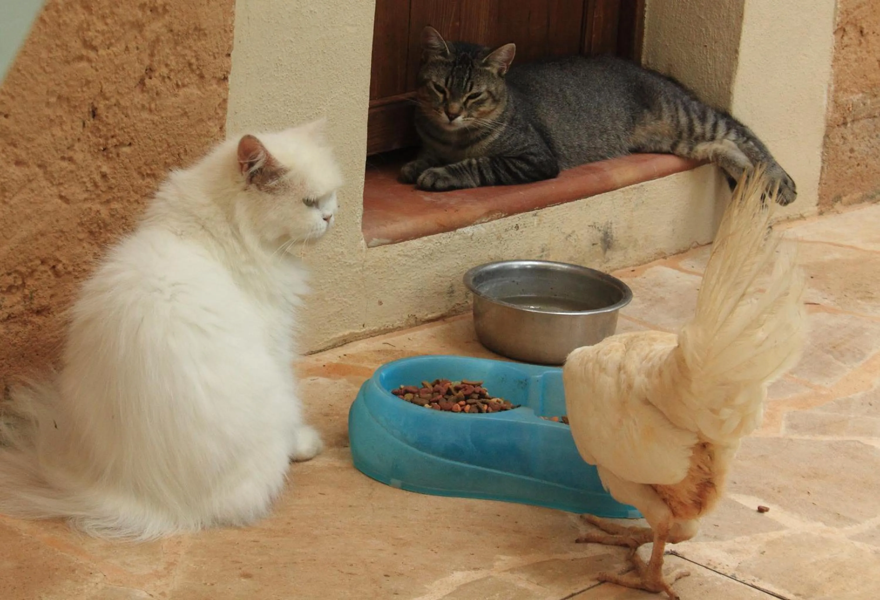 Pets in Petit Hotel Es Figueral