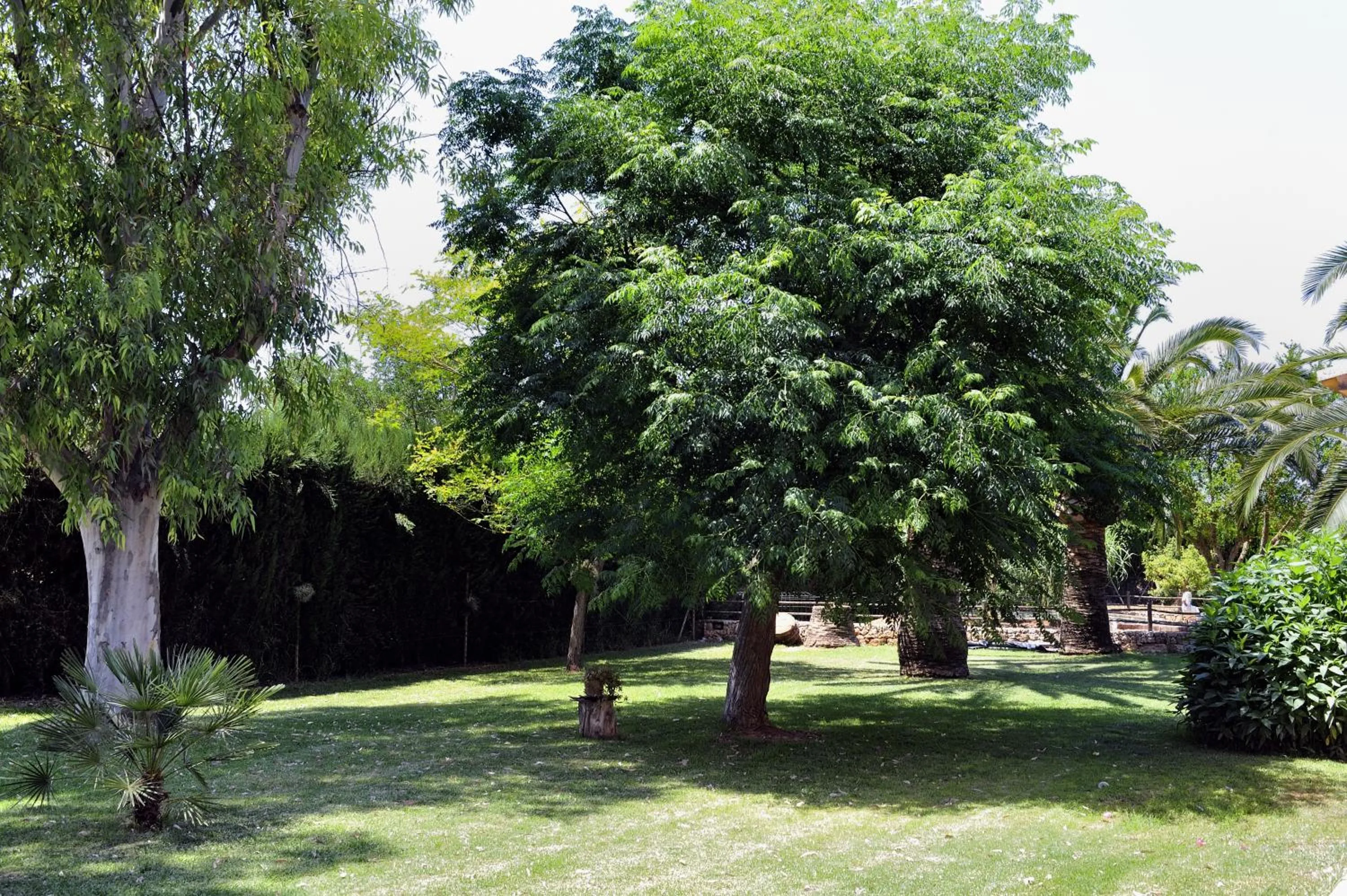 Garden in Petit Hotel Es Figueral