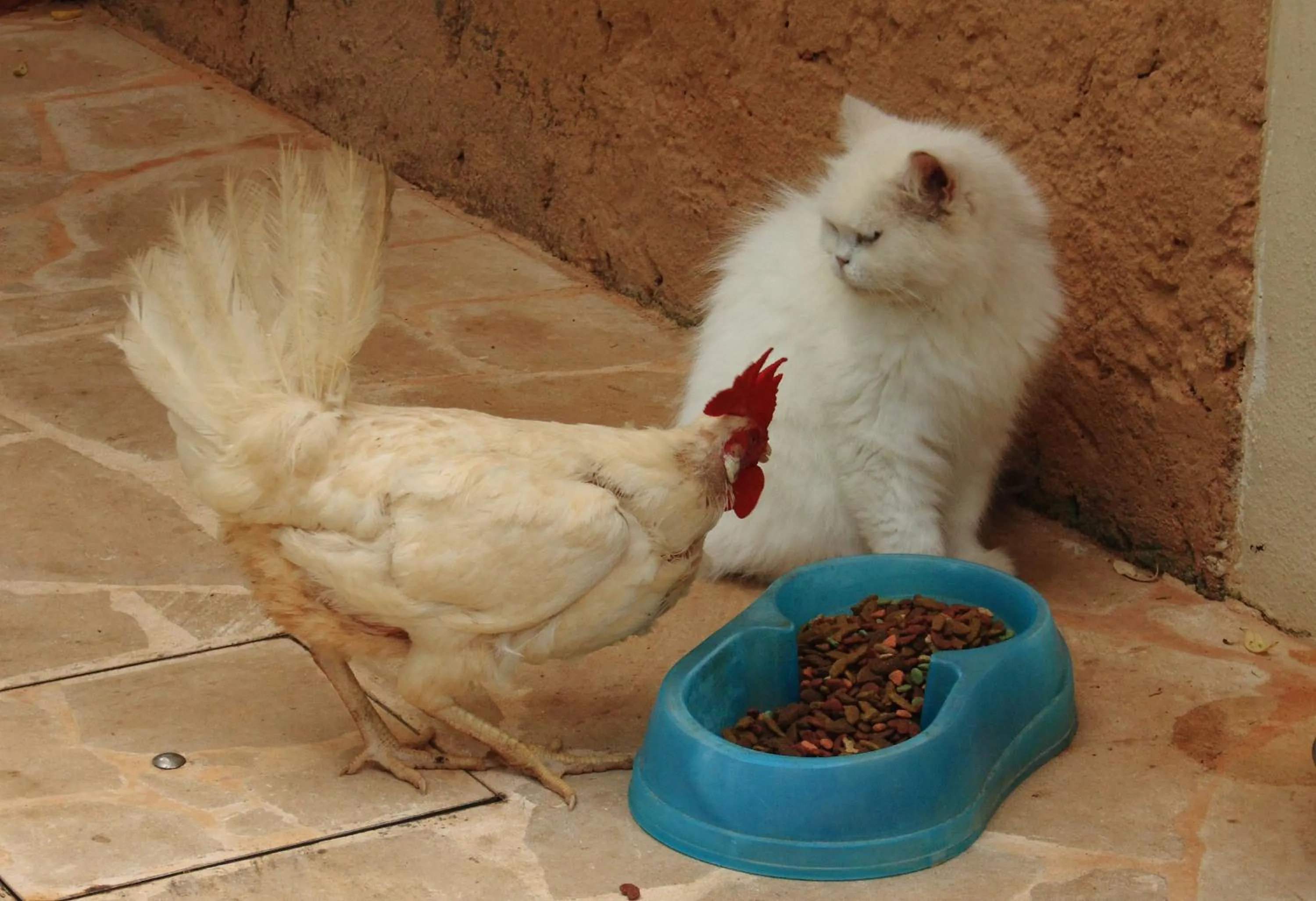 Pets in Petit Hotel Es Figueral