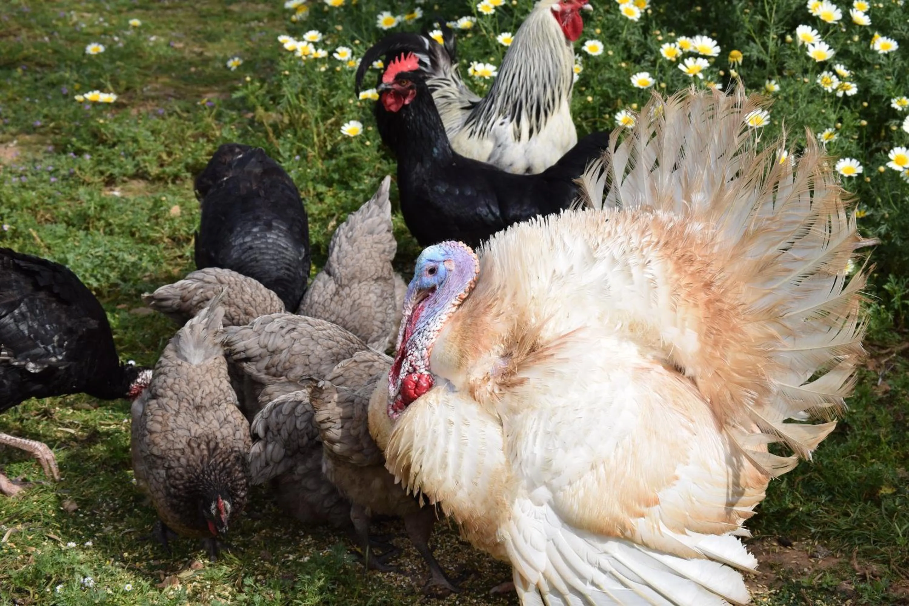 Garden in Petit Hotel Es Figueral