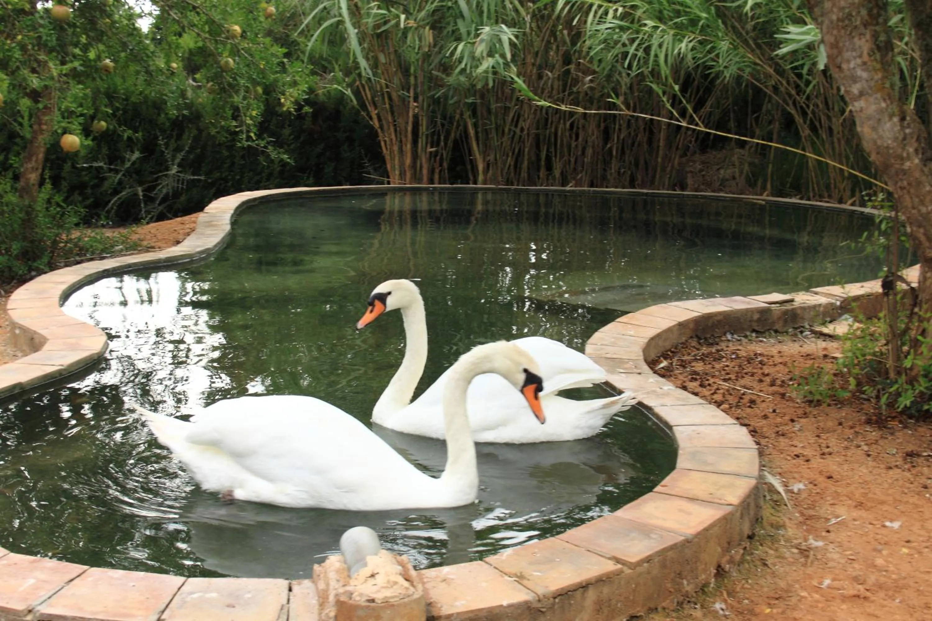 Pets in Petit Hotel Es Figueral