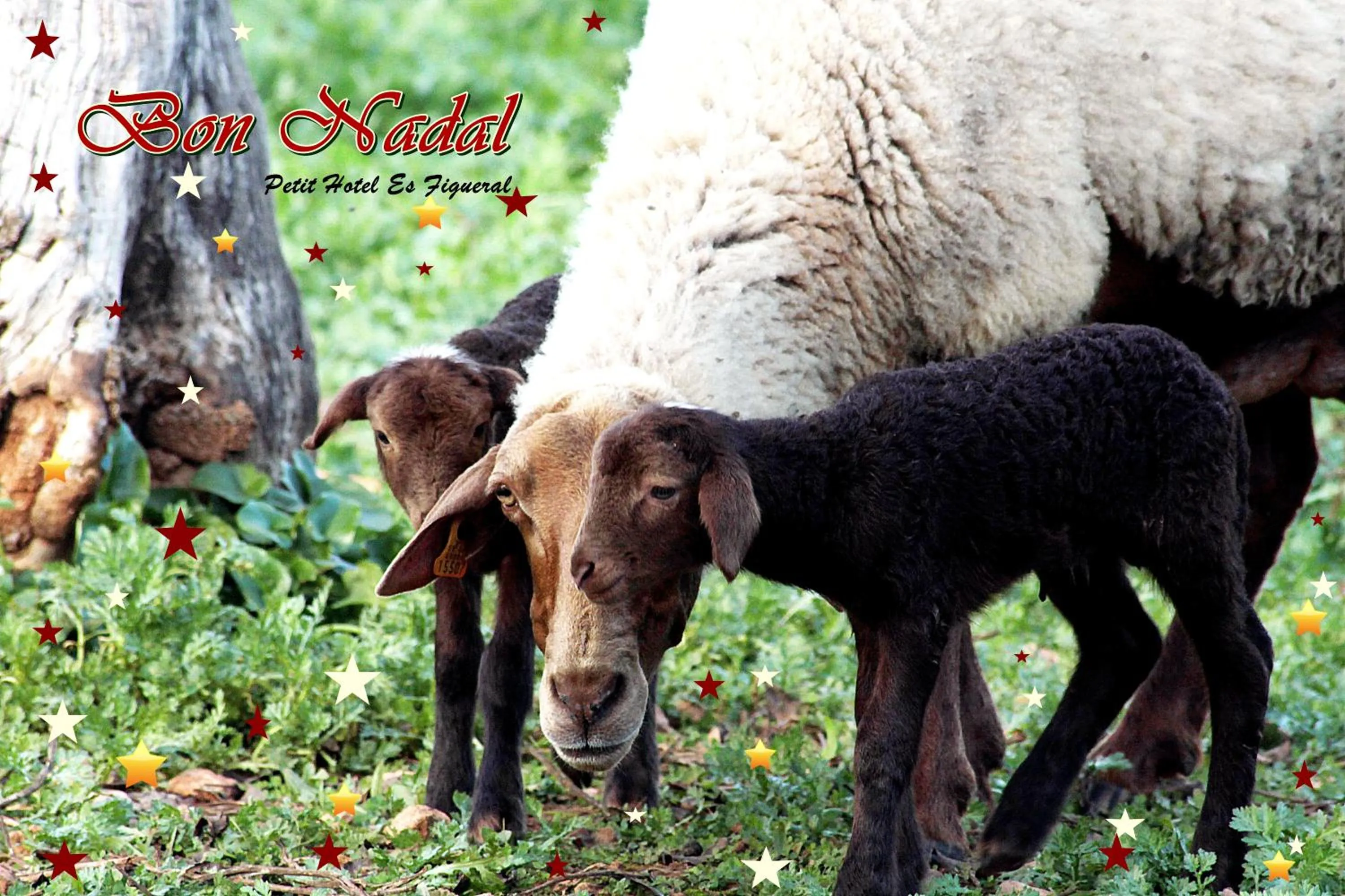 Garden in Petit Hotel Es Figueral