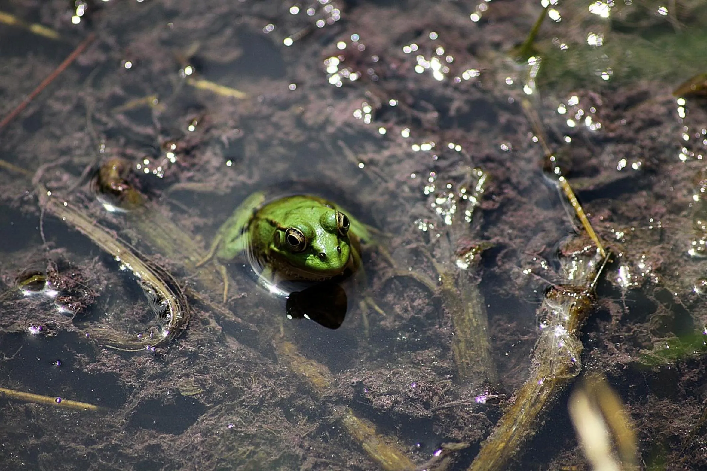Pets in Petit Hotel Es Figueral