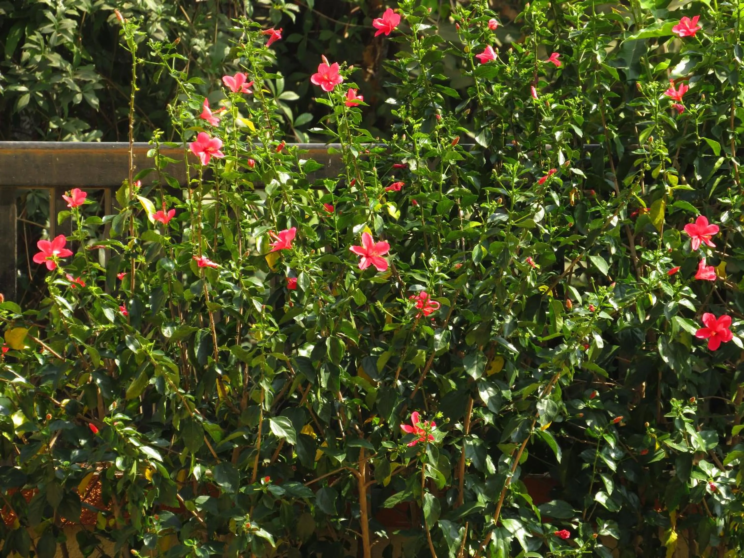 Garden in City Palace Resort