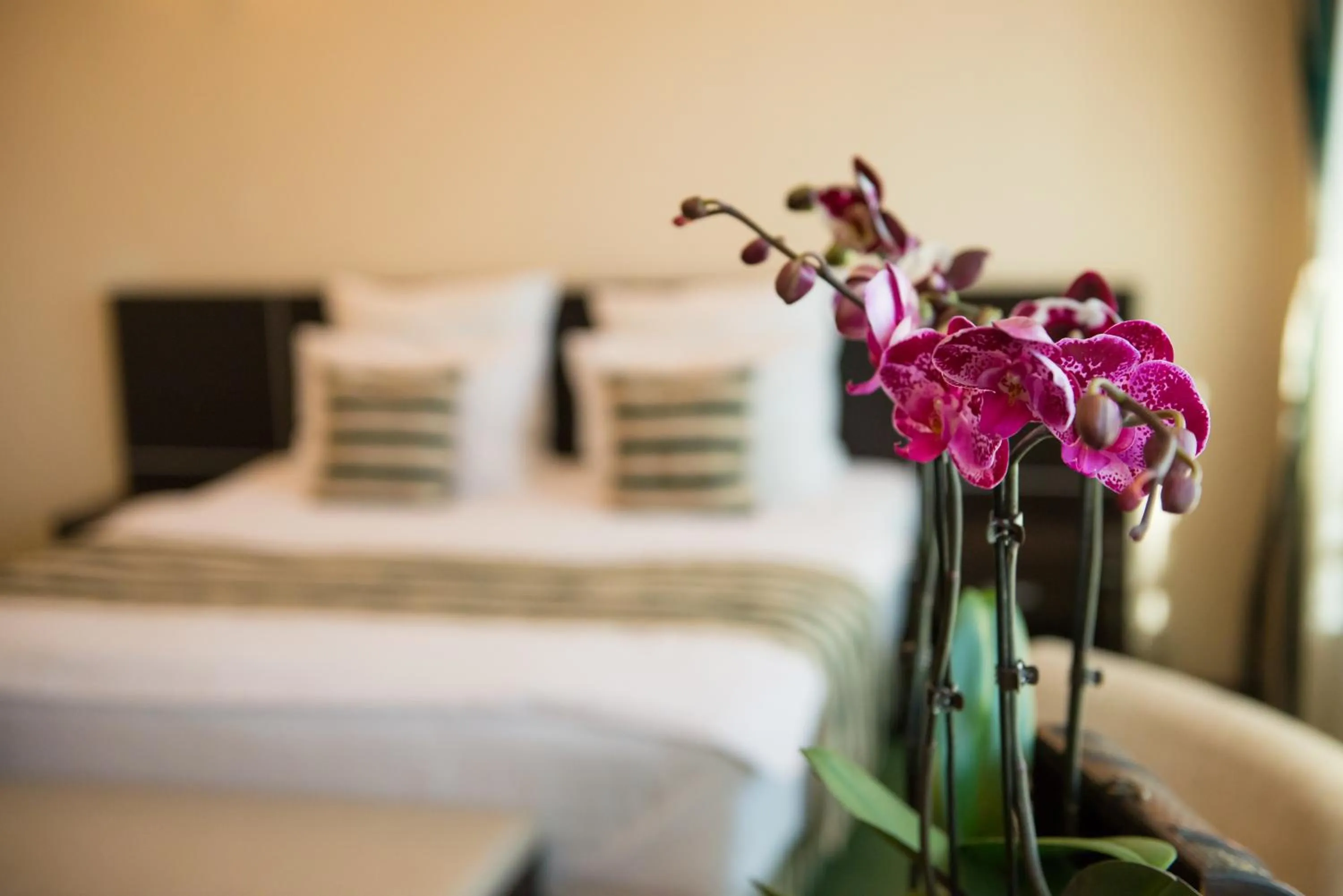 Bed in Pensiunea President