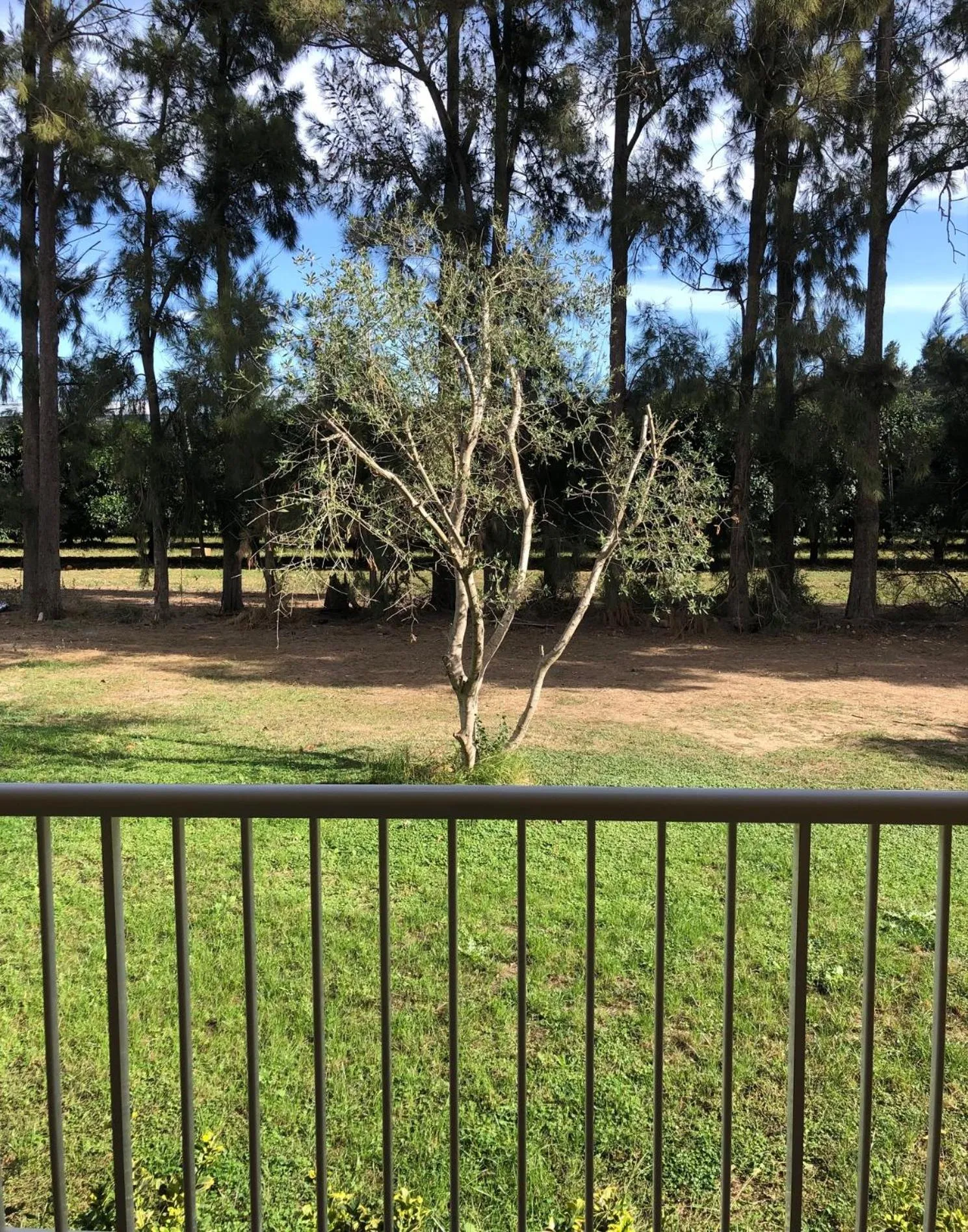 Garden in Auberge les Oliviers