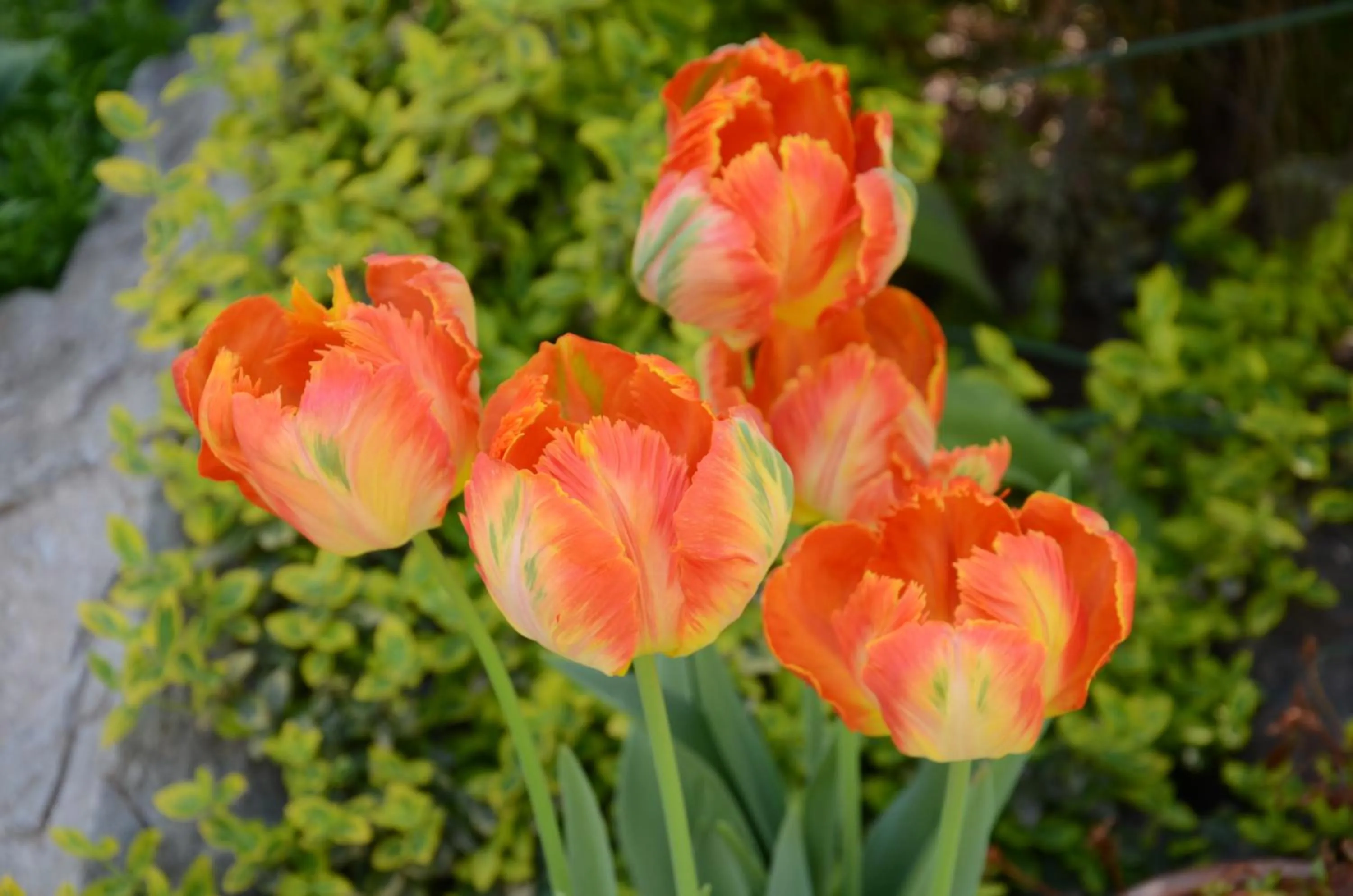 Garden in Asian Mountains
