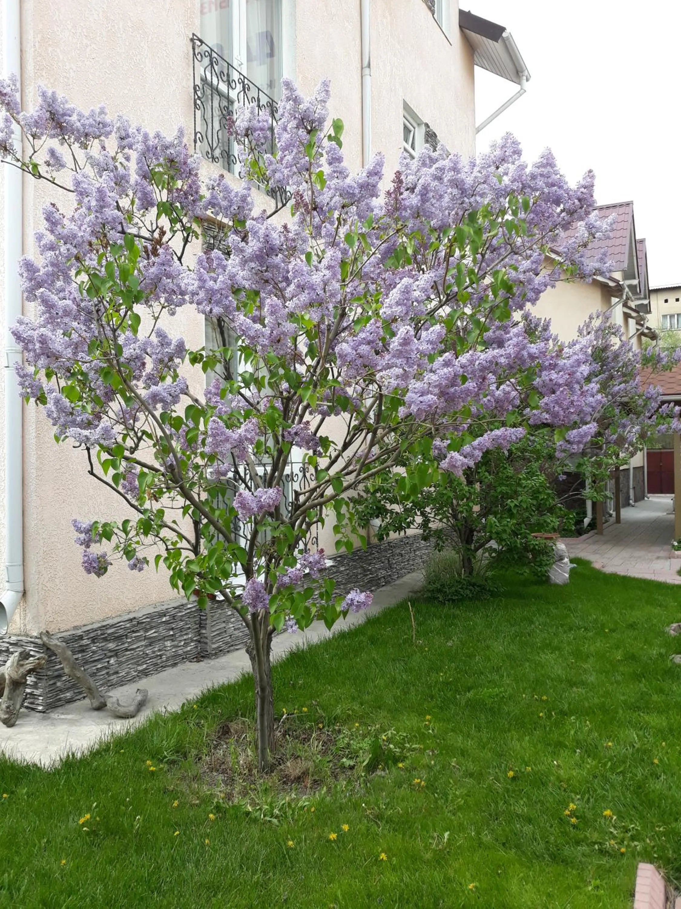 Spring in Asian Mountains