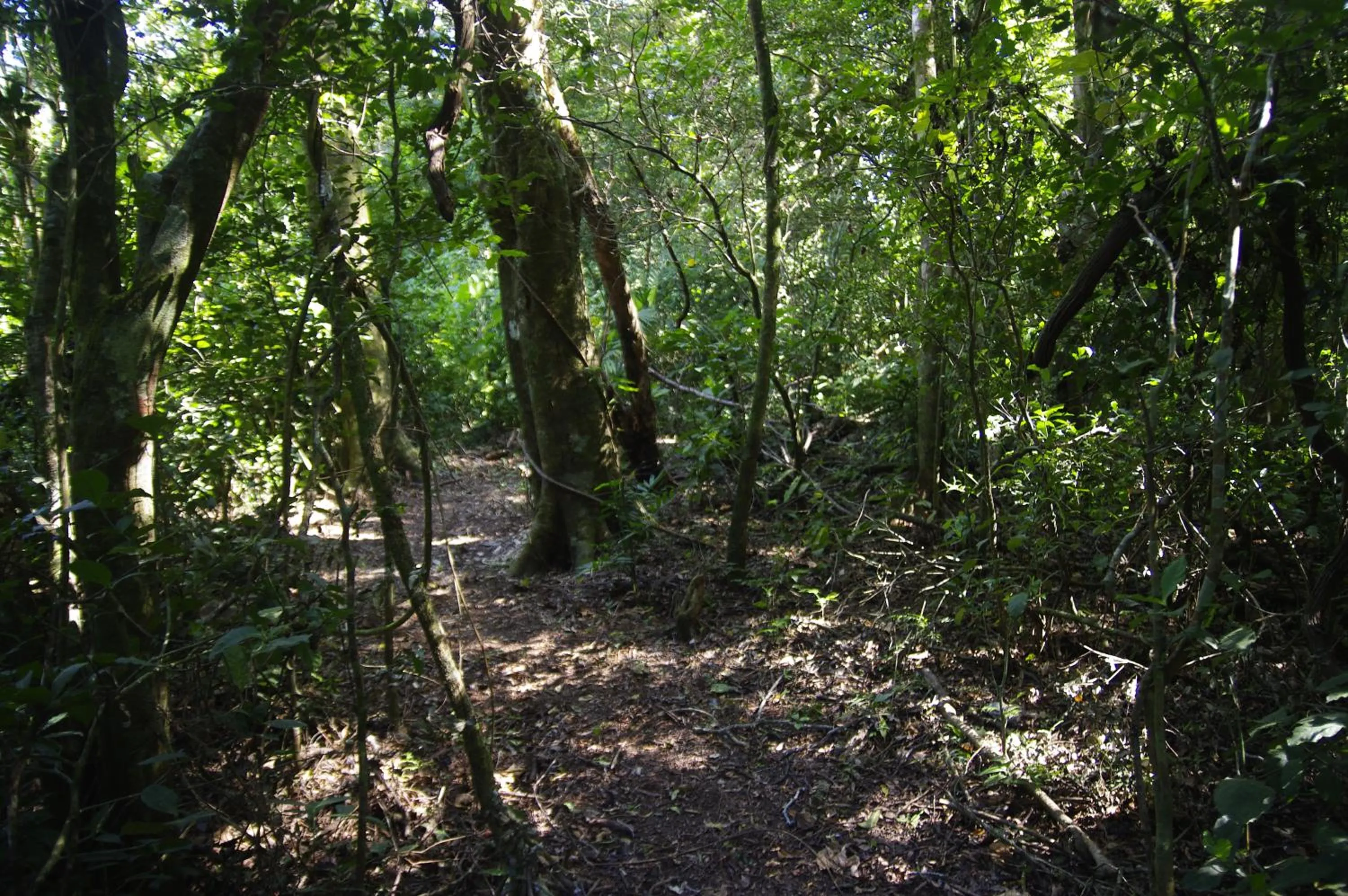 Natural landscape in Nafre House B&B Monteverde