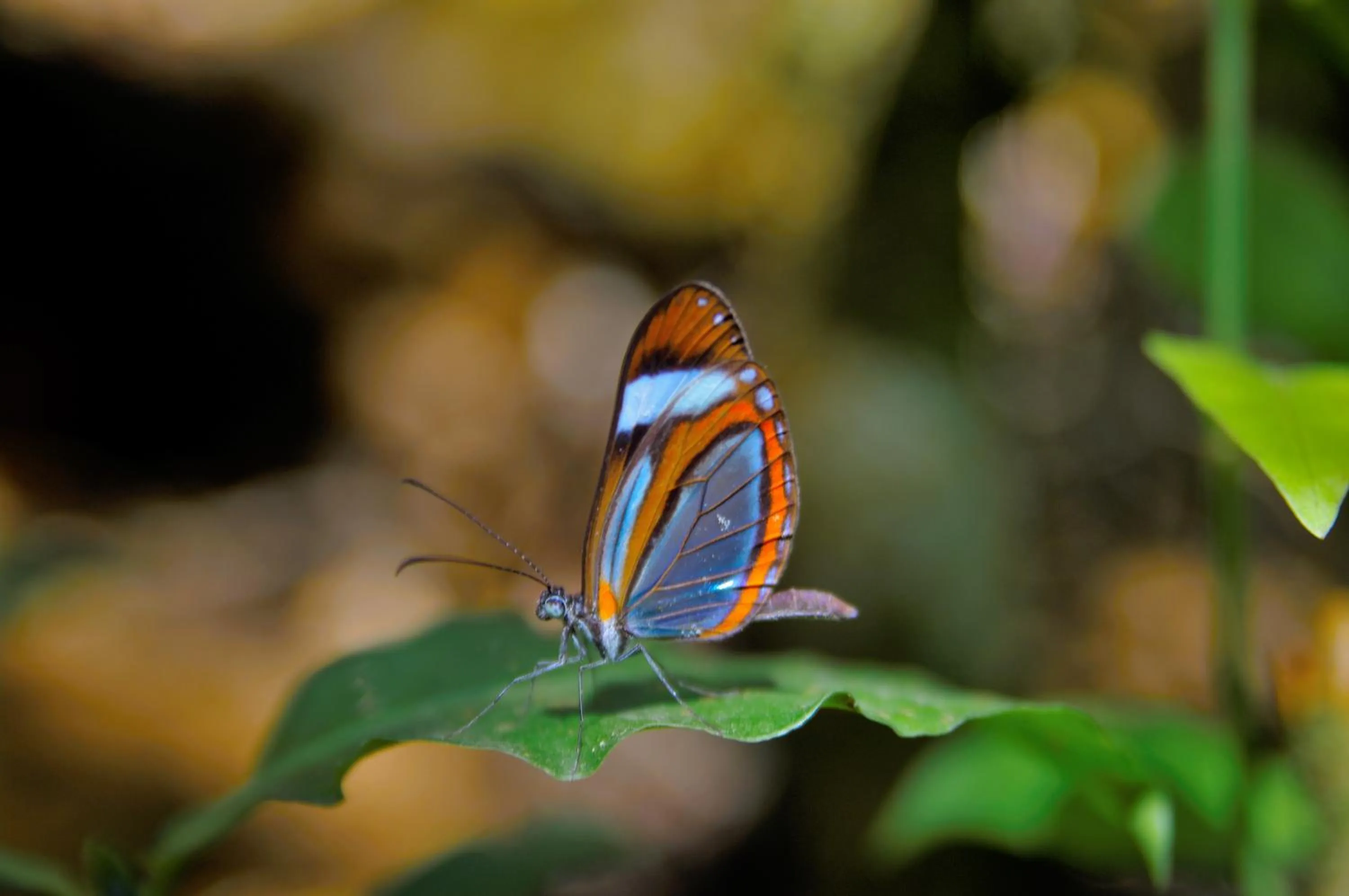 Animals in Nafre House B&B Monteverde