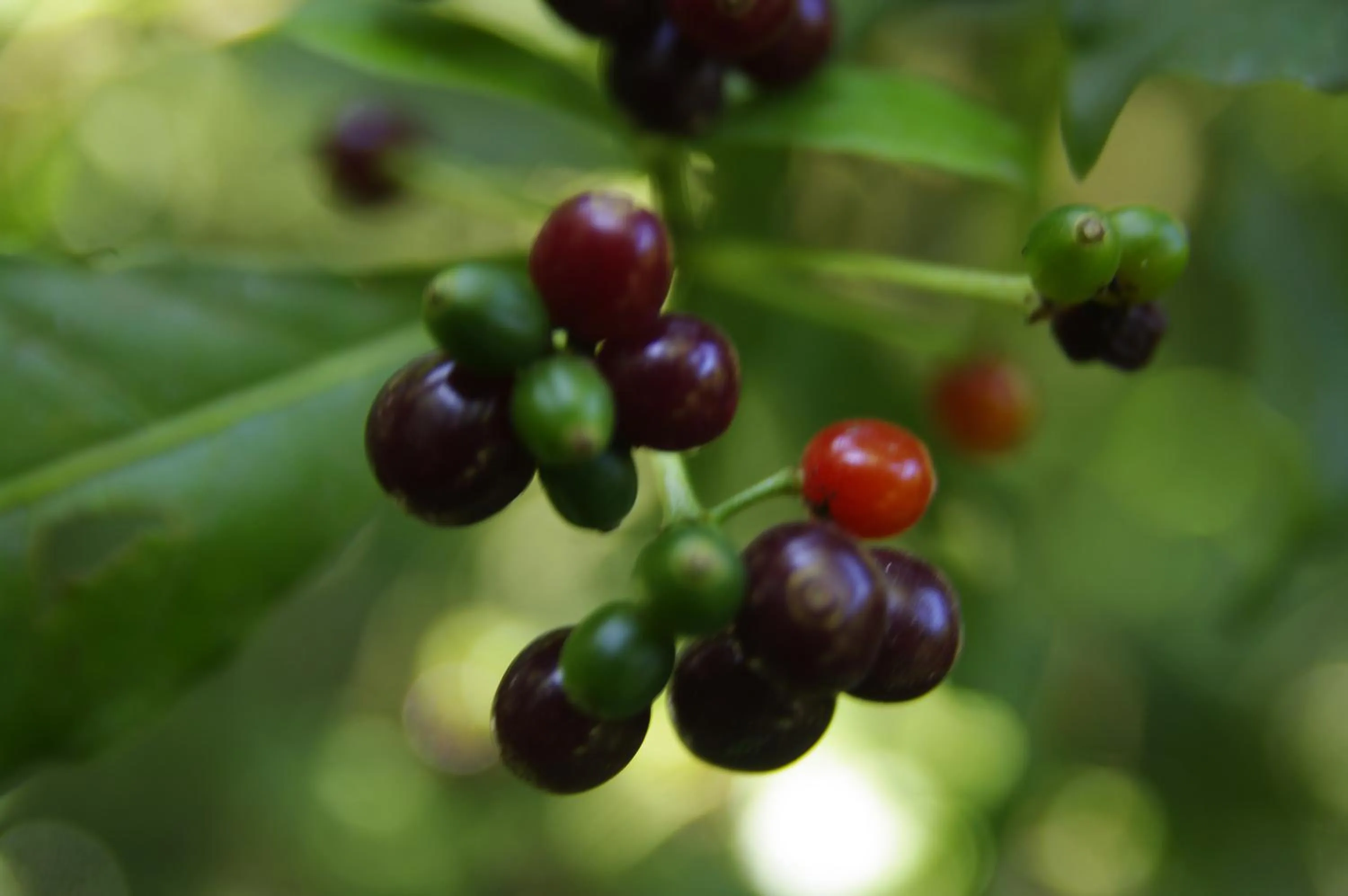 Off site in Nafre House B&B Monteverde