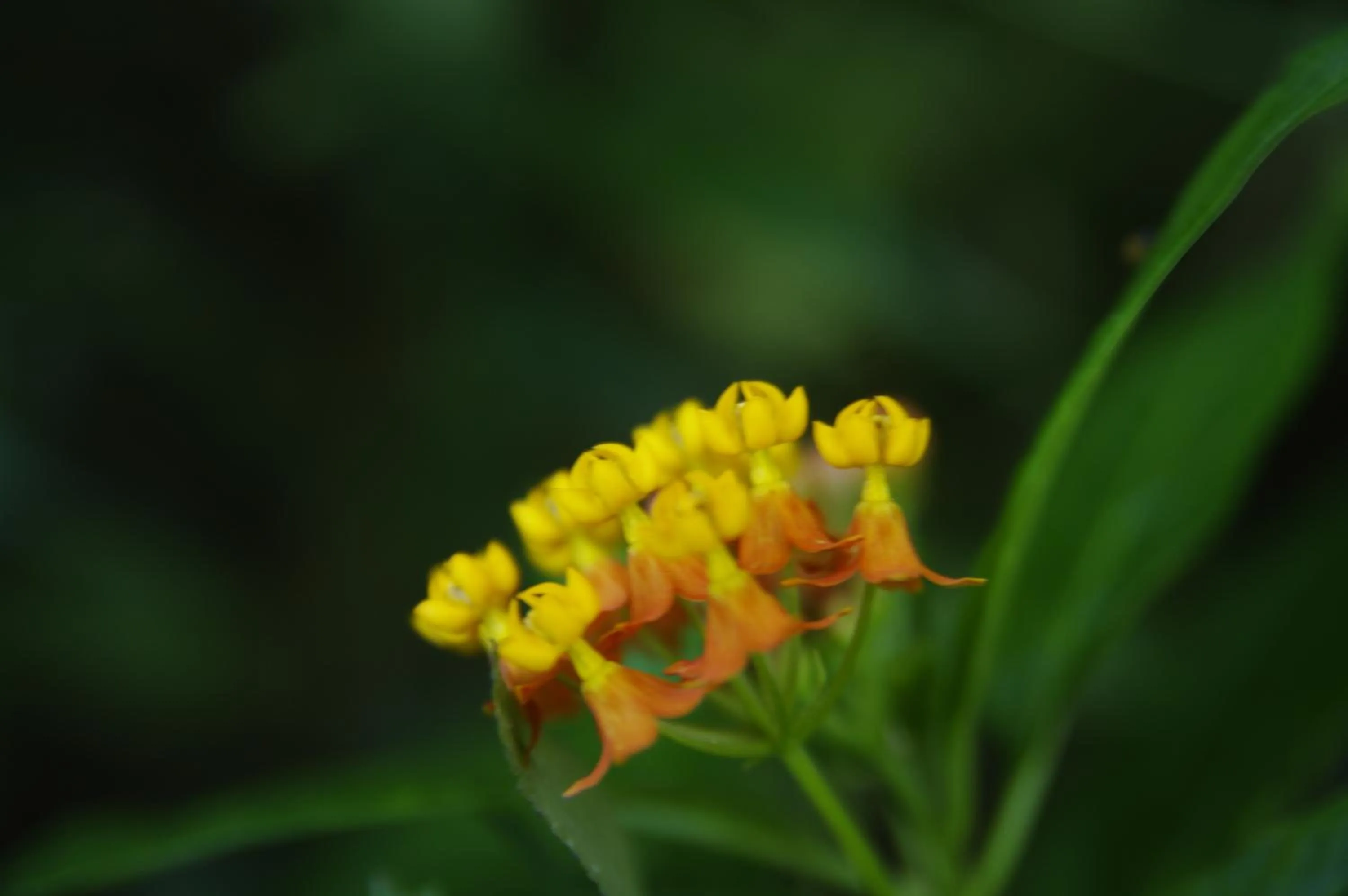 Off site in Nafre House B&B Monteverde