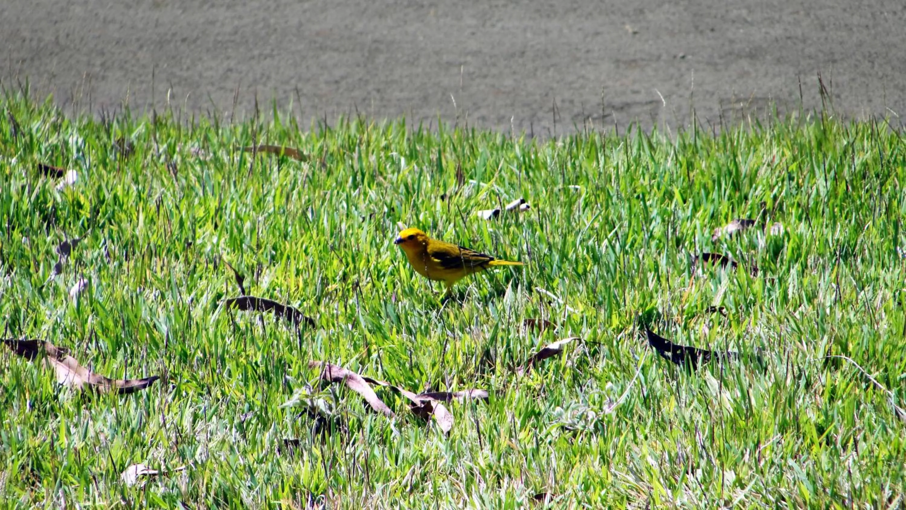 Animals in Resort da Ilha