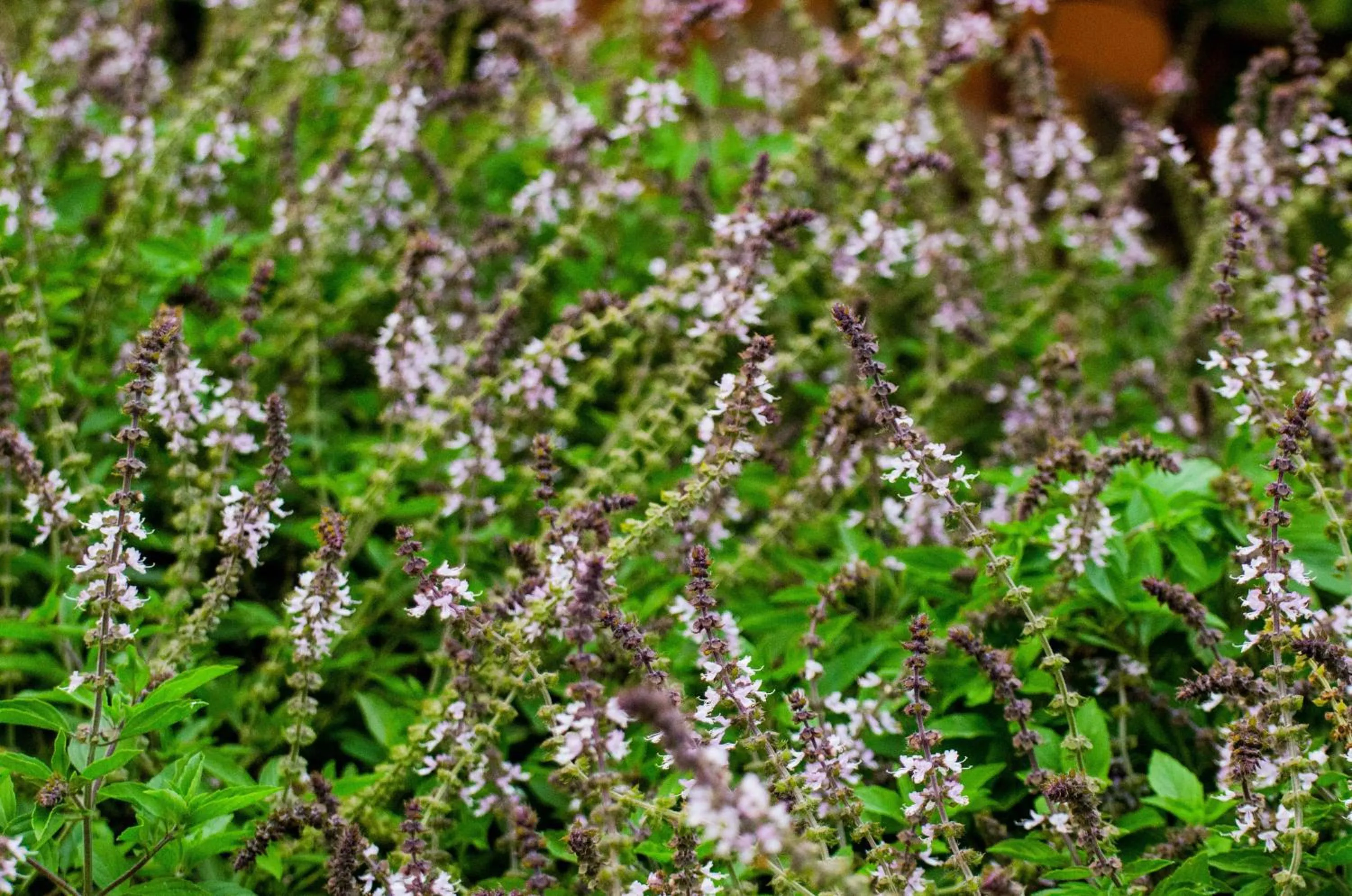 Facade/entrance in Hotel Cipreses