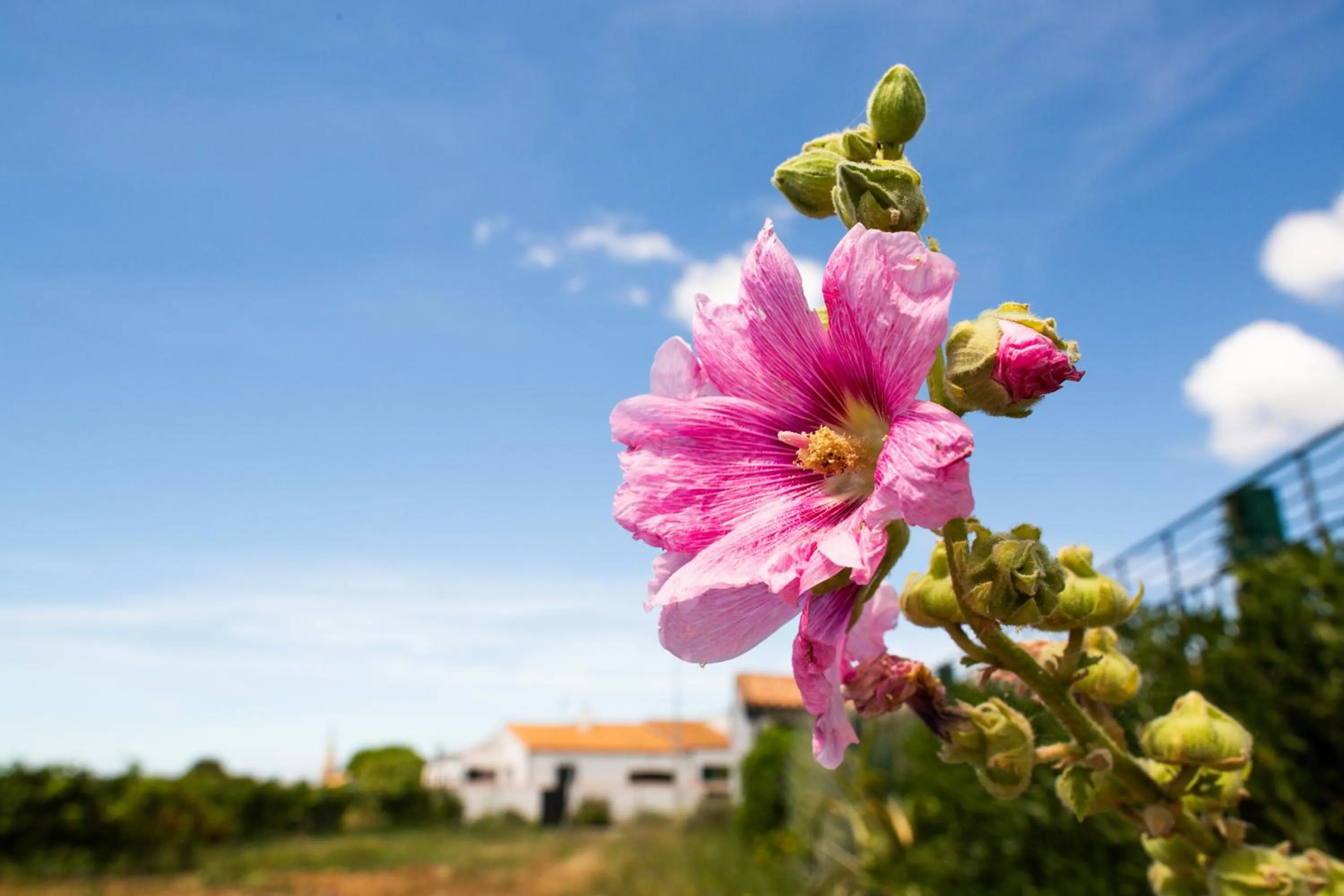 Garden view in Hôtel Les Vignes de la Chapelle, "The Originals Relais"