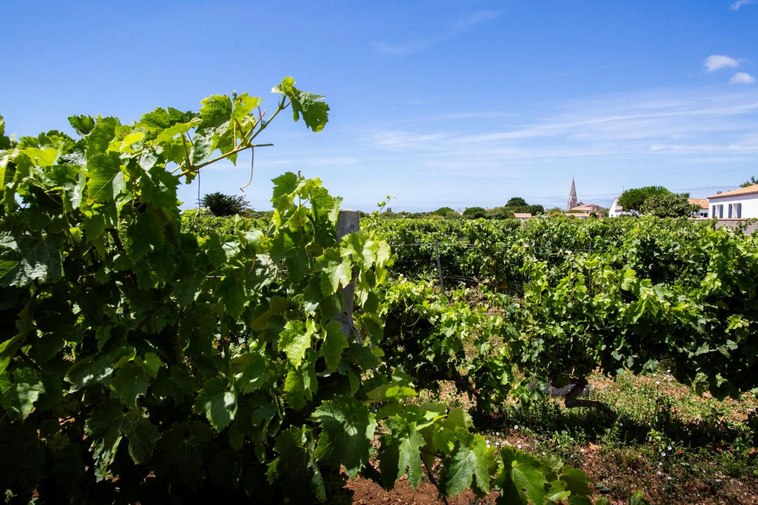 Natural landscape in Hôtel Les Vignes de la Chapelle, "The Originals Relais"