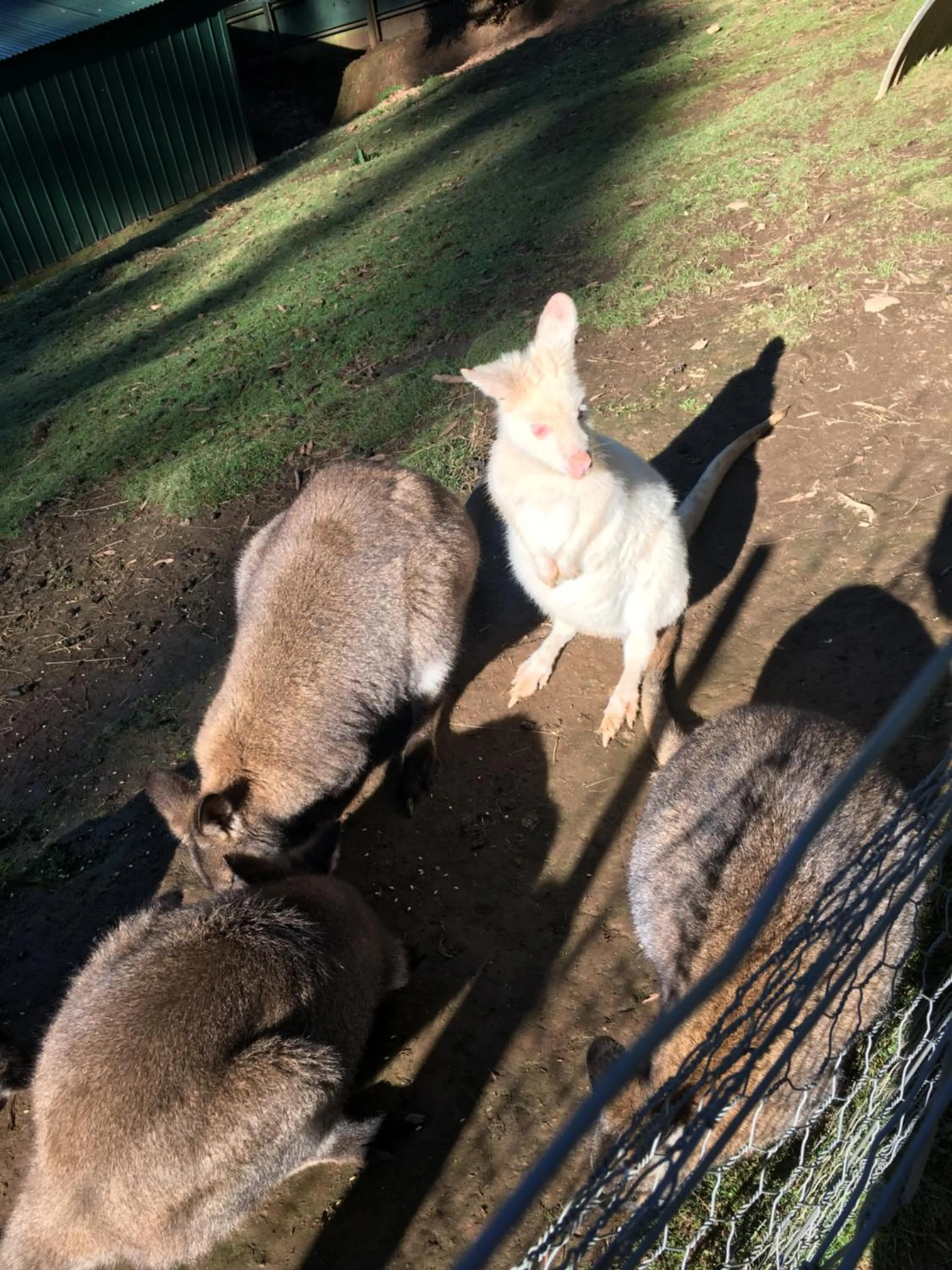 Animals in The Ark Stanley Luxury Bed and Breakfast