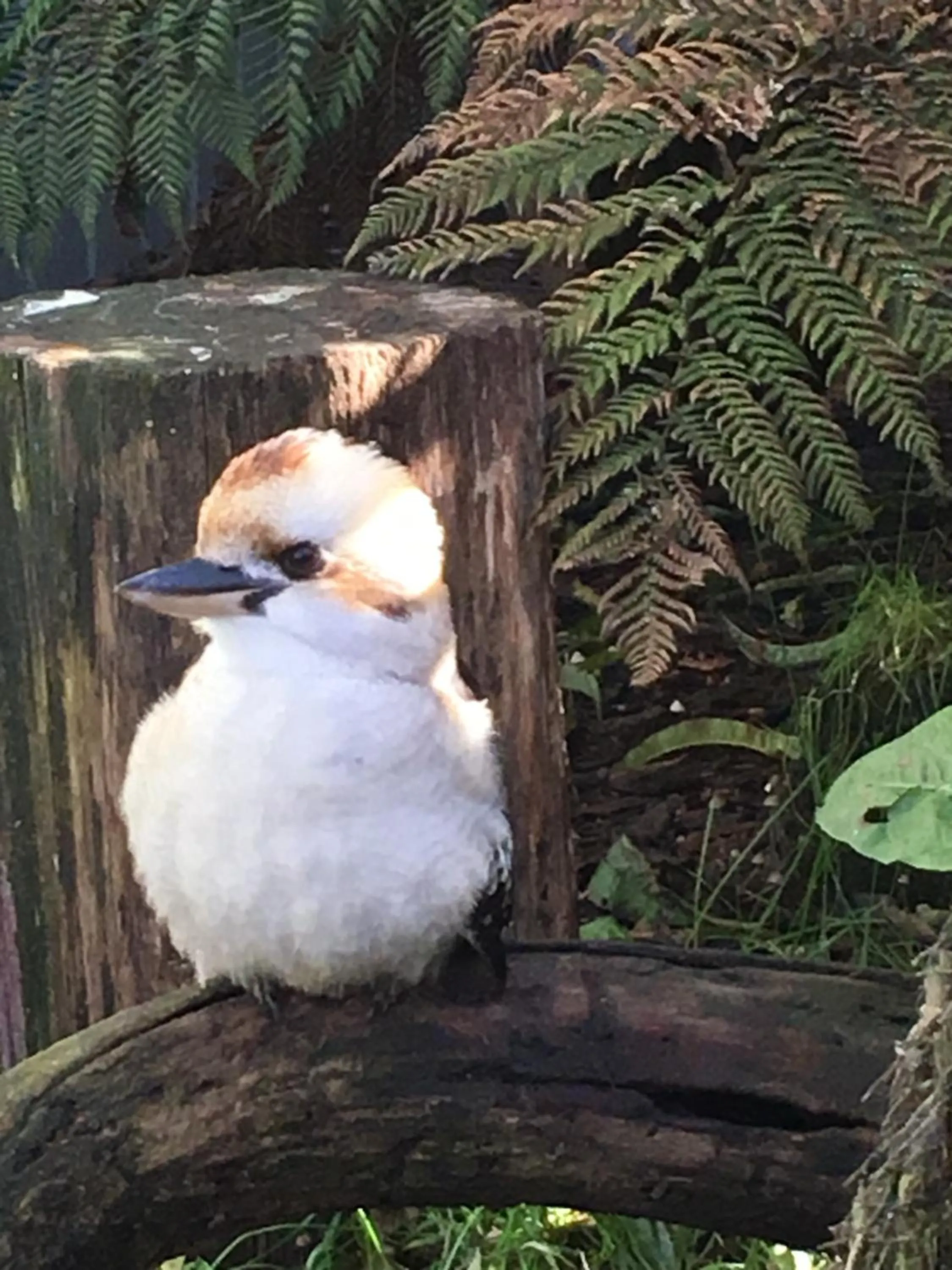 Animals in The Ark Stanley Luxury Bed and Breakfast