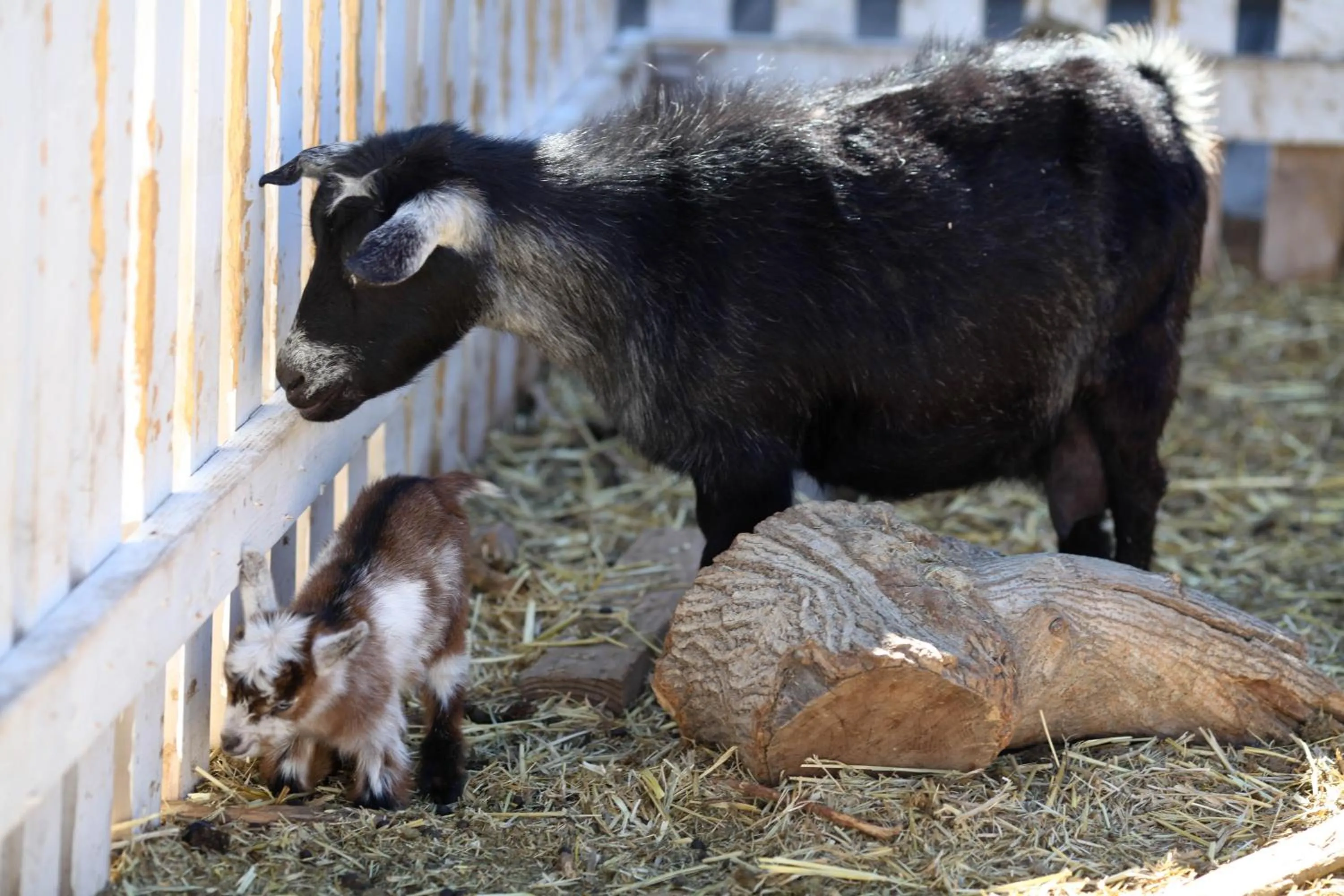 Animals in Grand Canyon Western Ranch