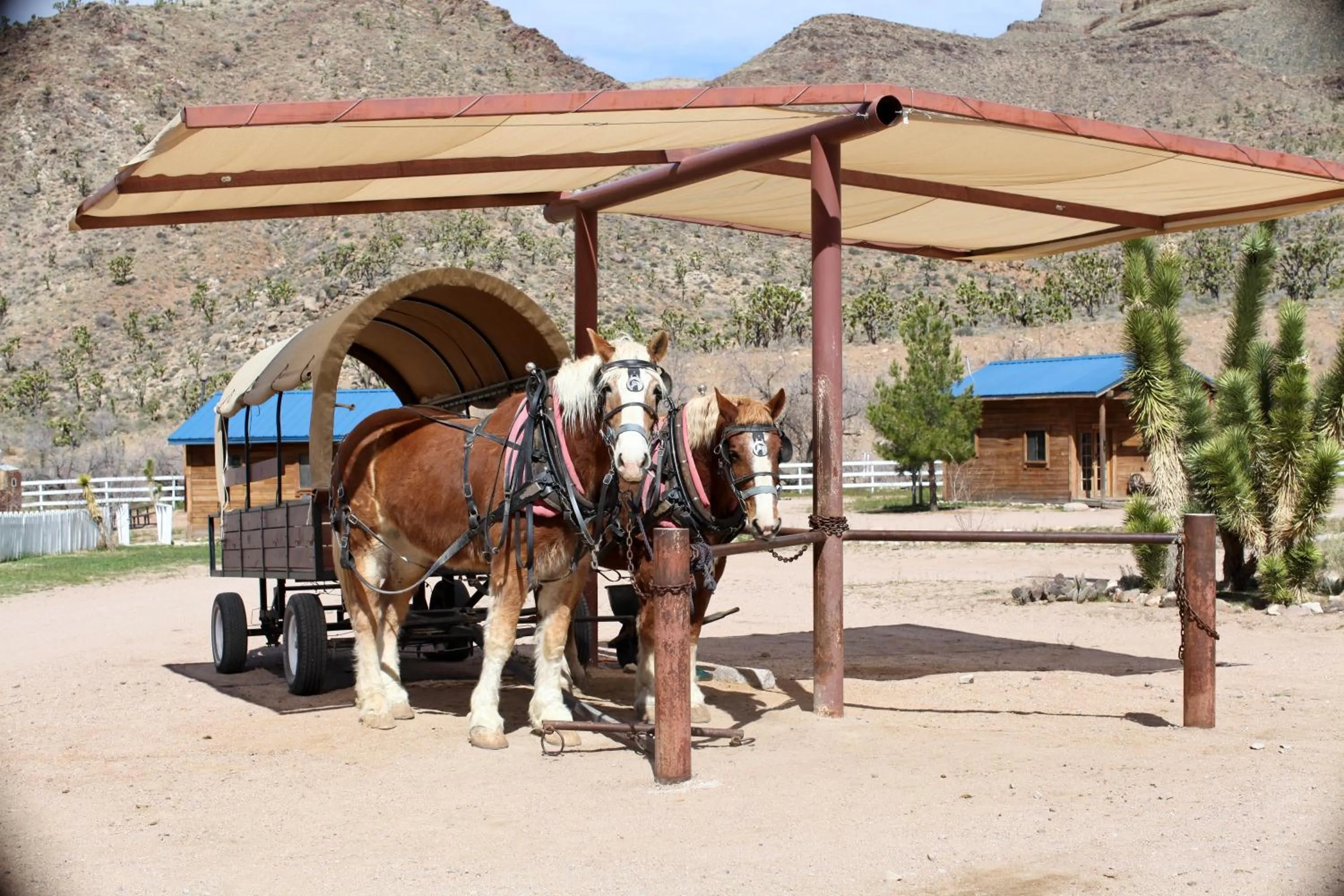Activities in Grand Canyon Western Ranch