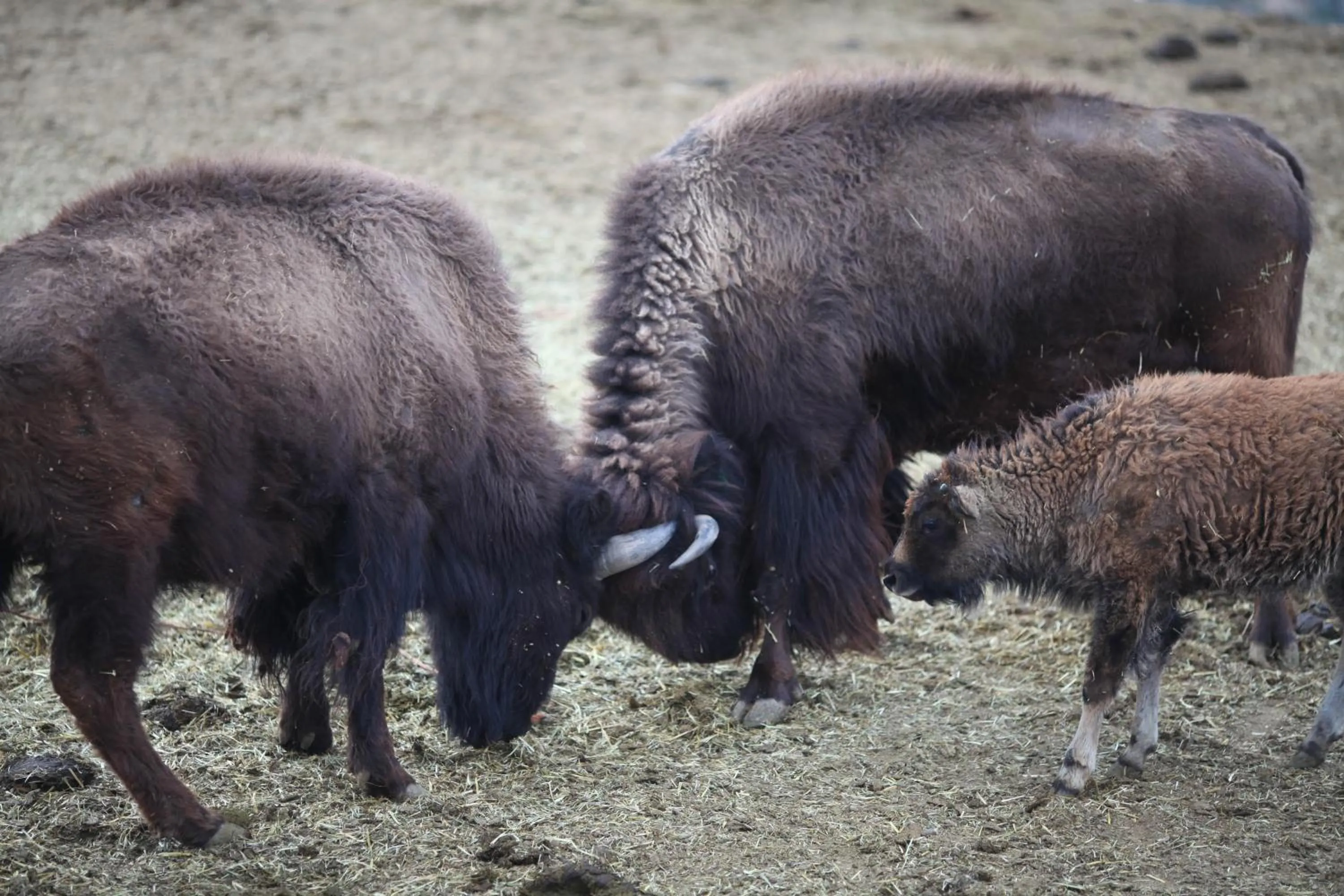 Animals in Grand Canyon Western Ranch