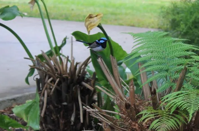 Garden in Aristocrat Waurnvale