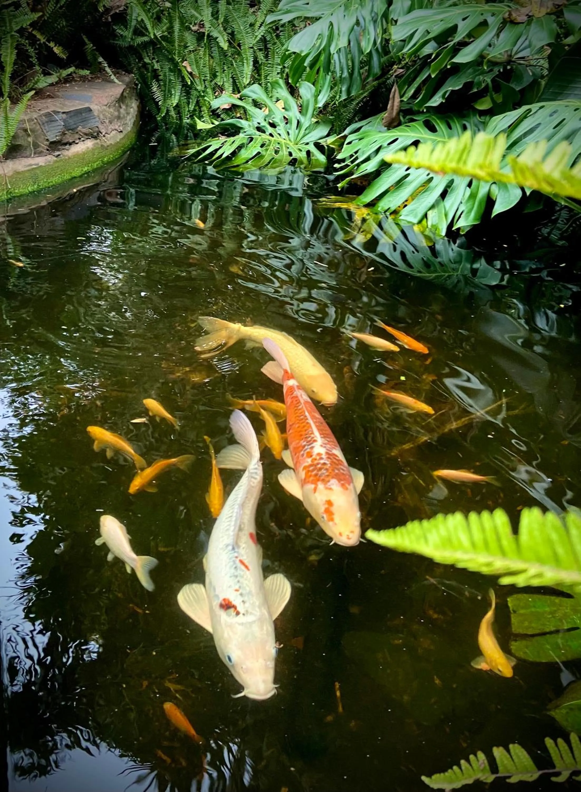 Pets in Hyde Park Guest House