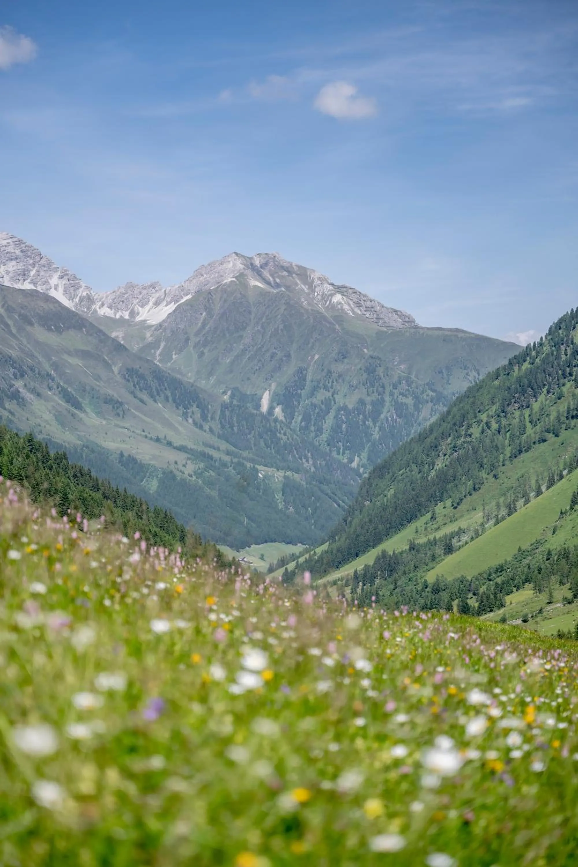 Natural landscape in Pension Almrausch