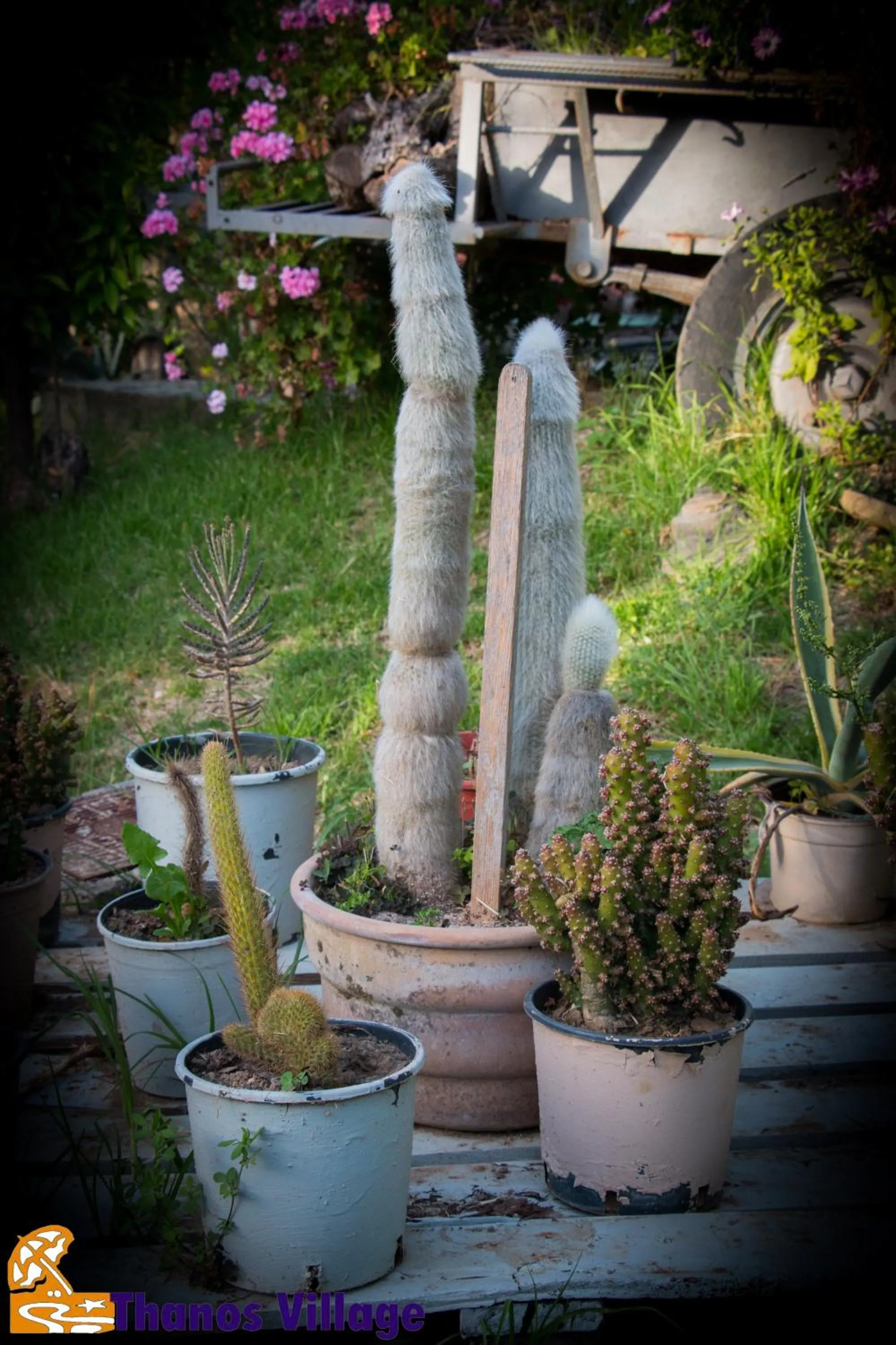 Garden in Thanos Village