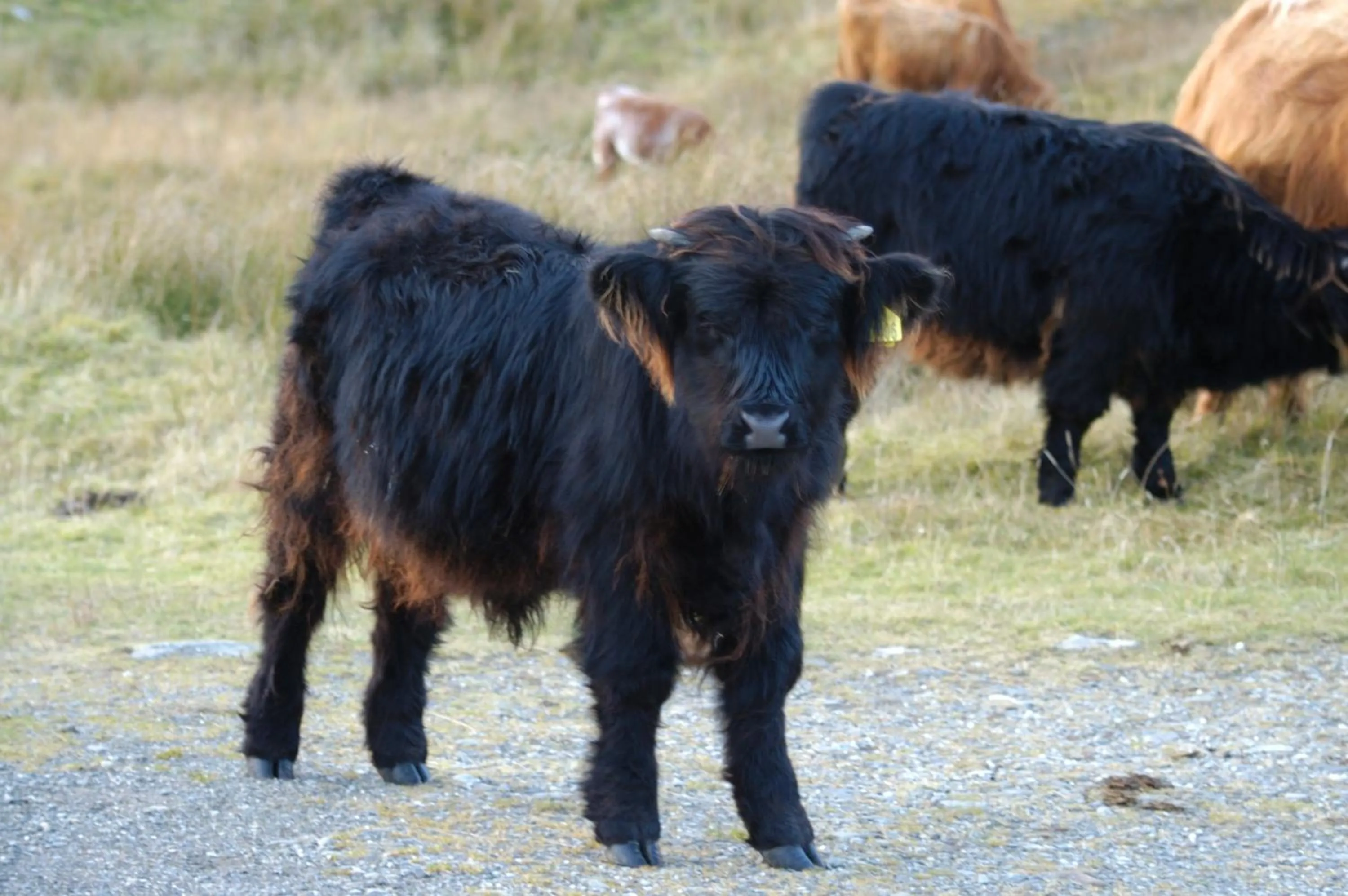 Animals in Brae House