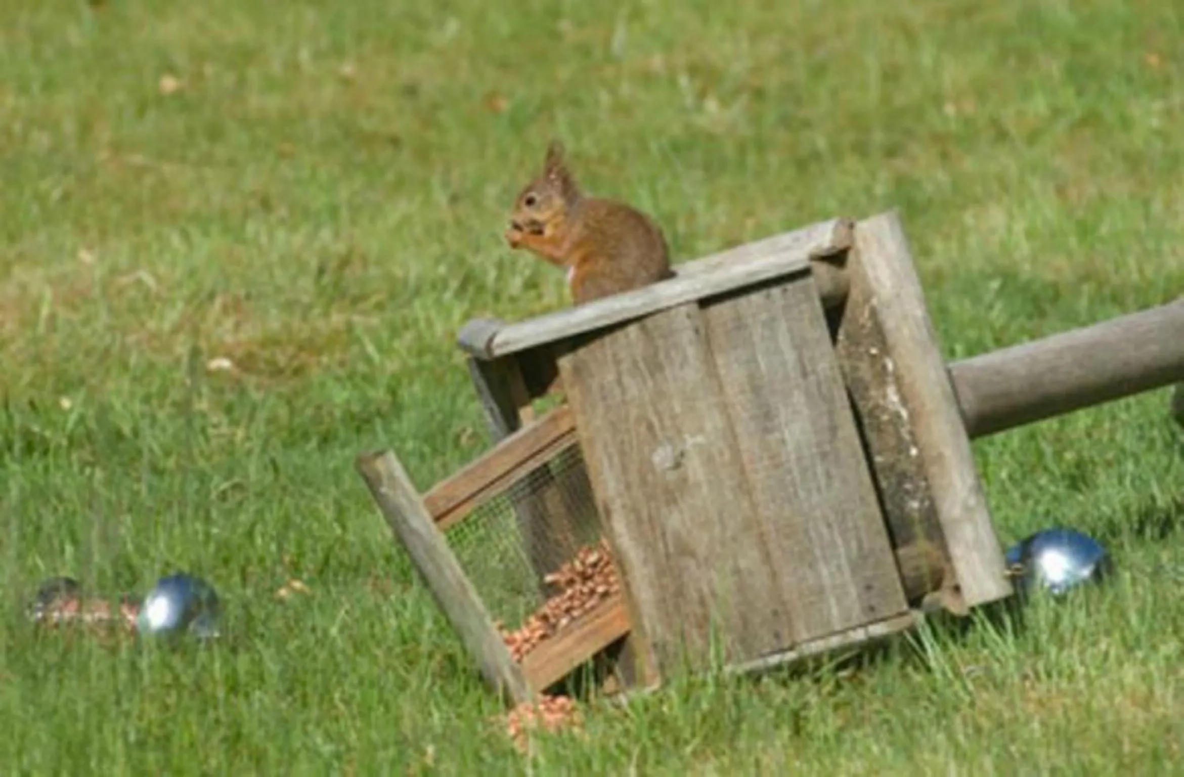 Animals in Brae House