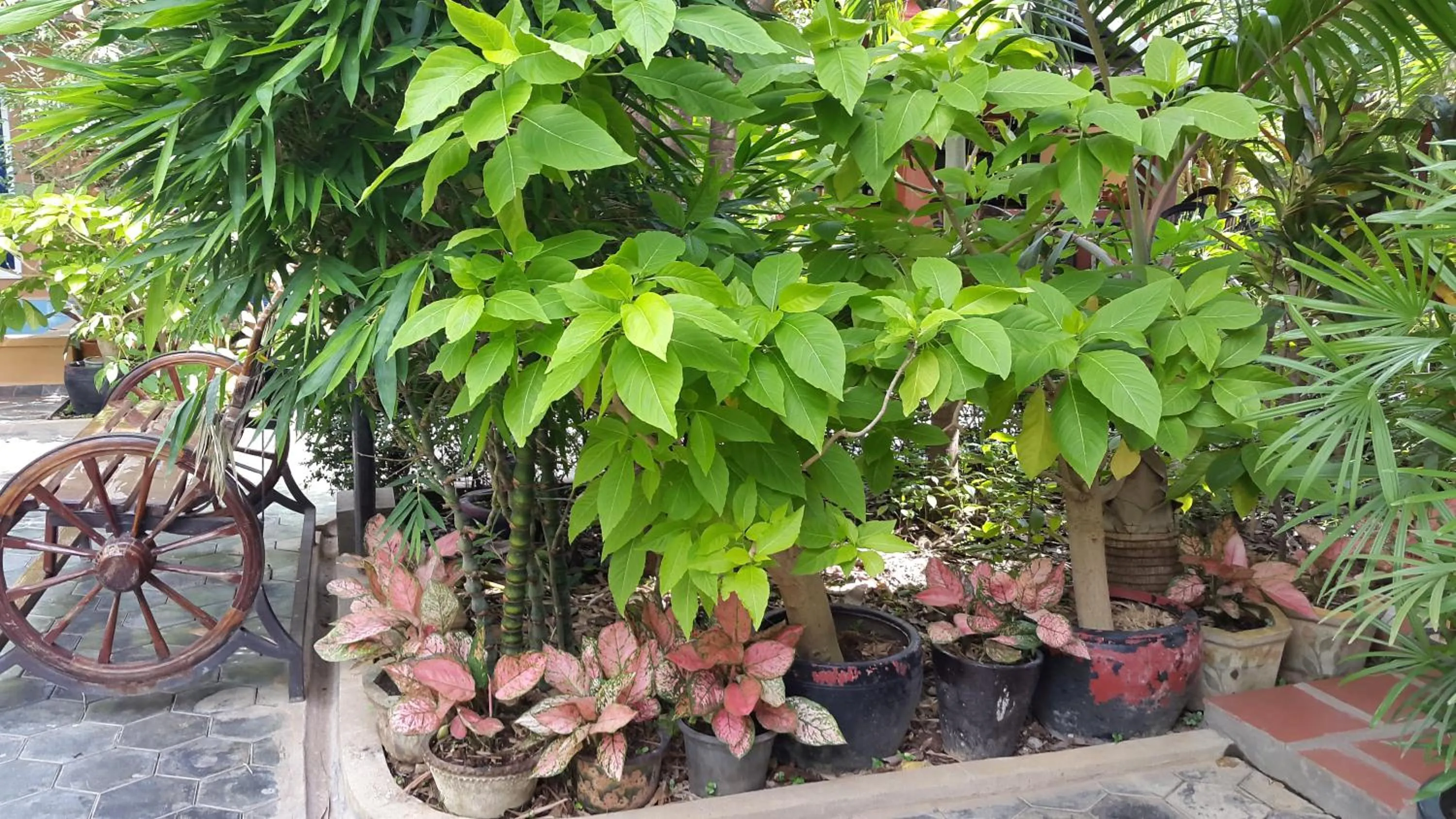 Garden in Delux Villa