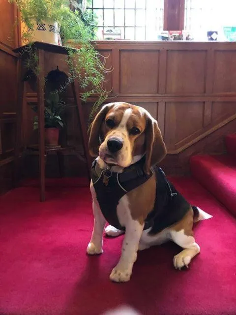 Pets in Tigh na Sgiath Country House Hotel