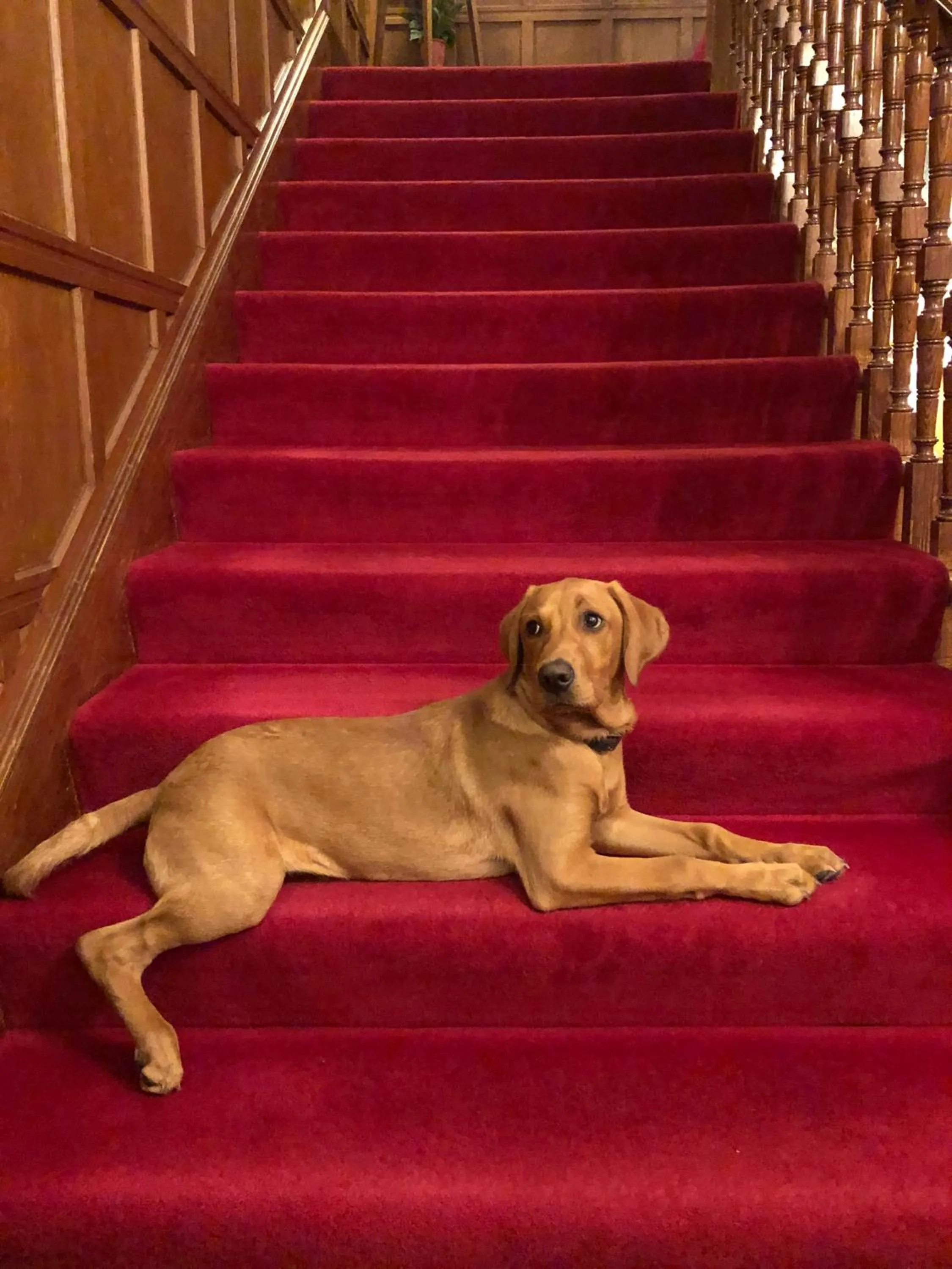 Pets in Tigh na Sgiath Country House Hotel