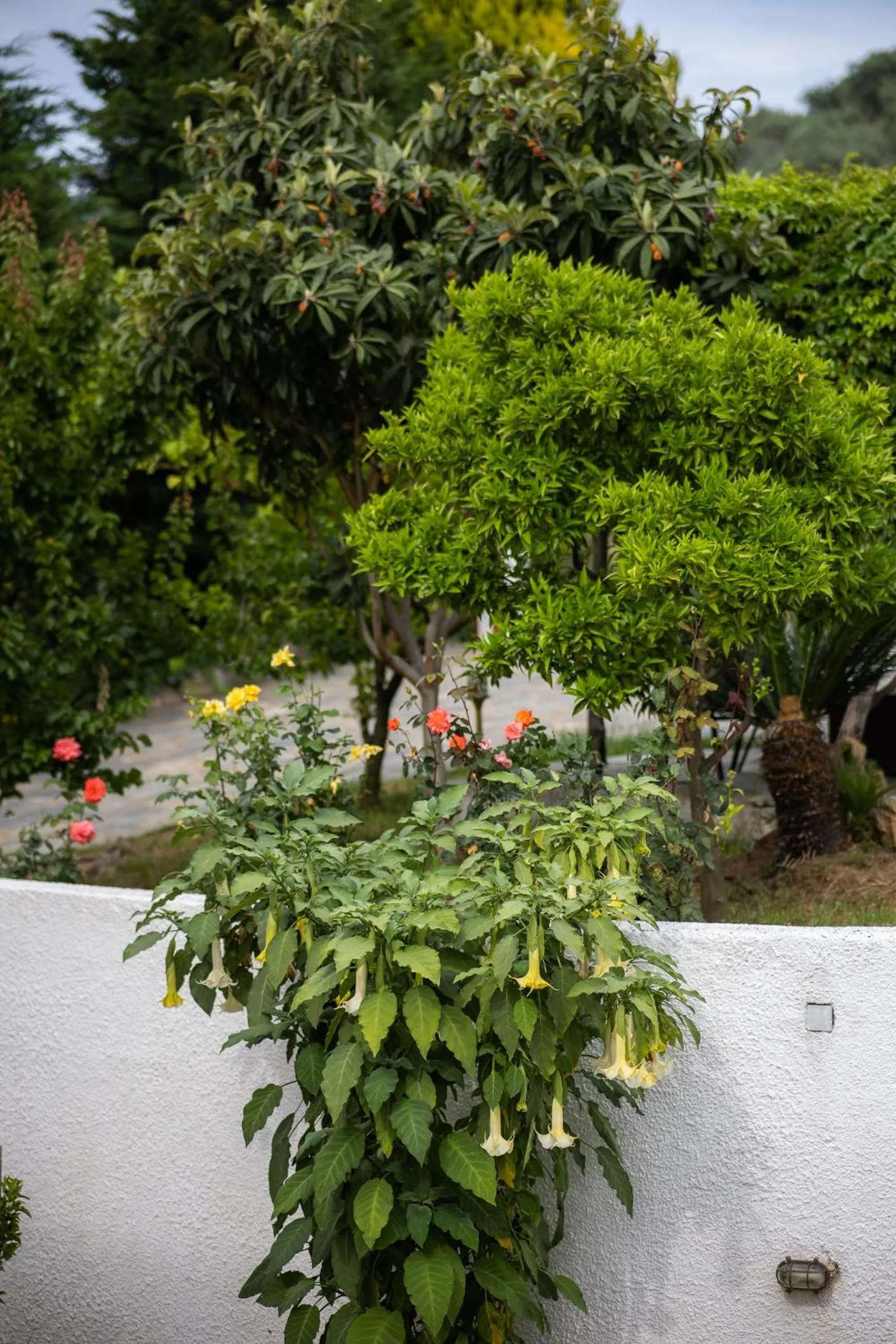 Garden in Seralis Pelion