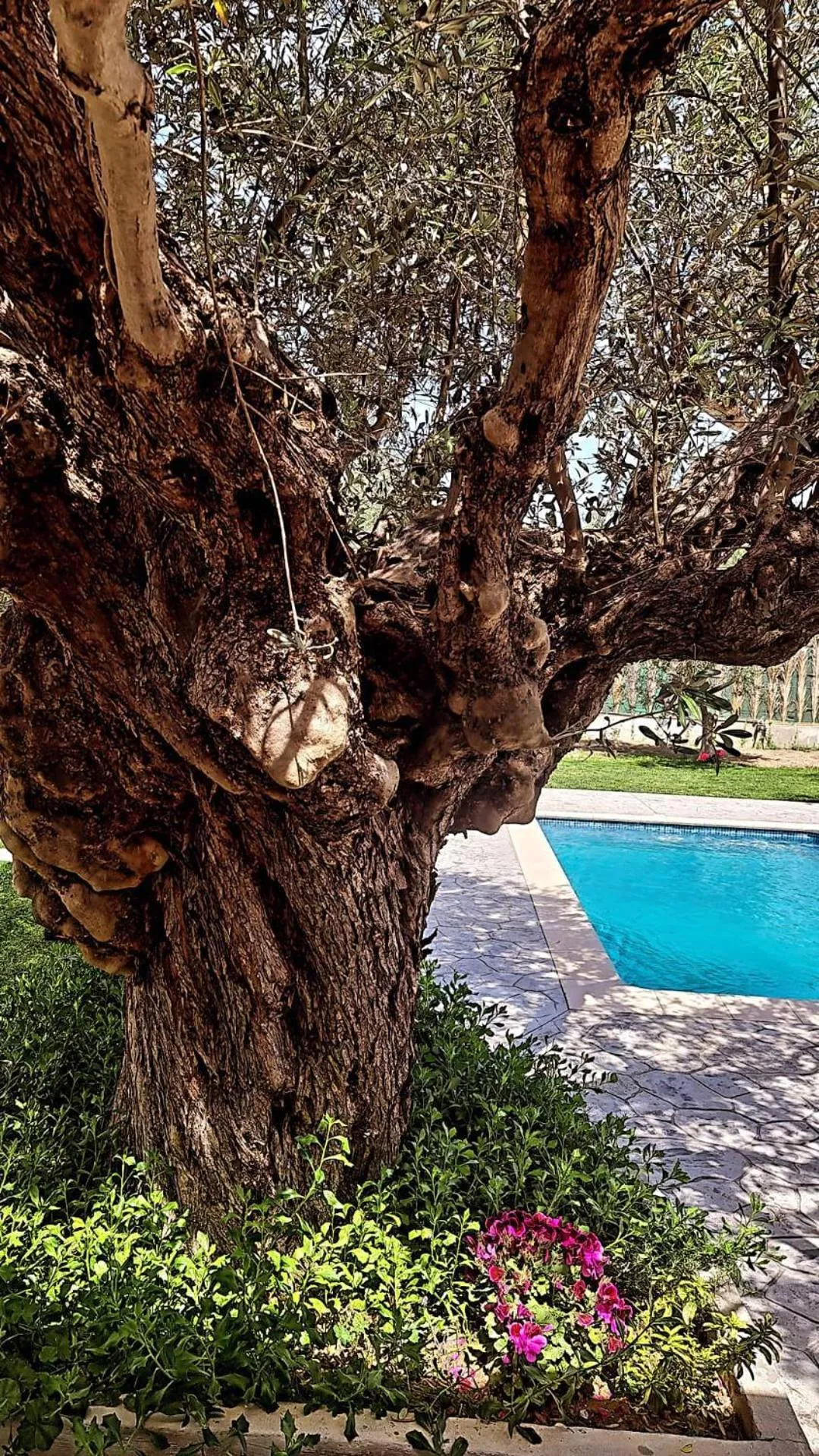 Olive Sense Villa with jacuzzi and sauna