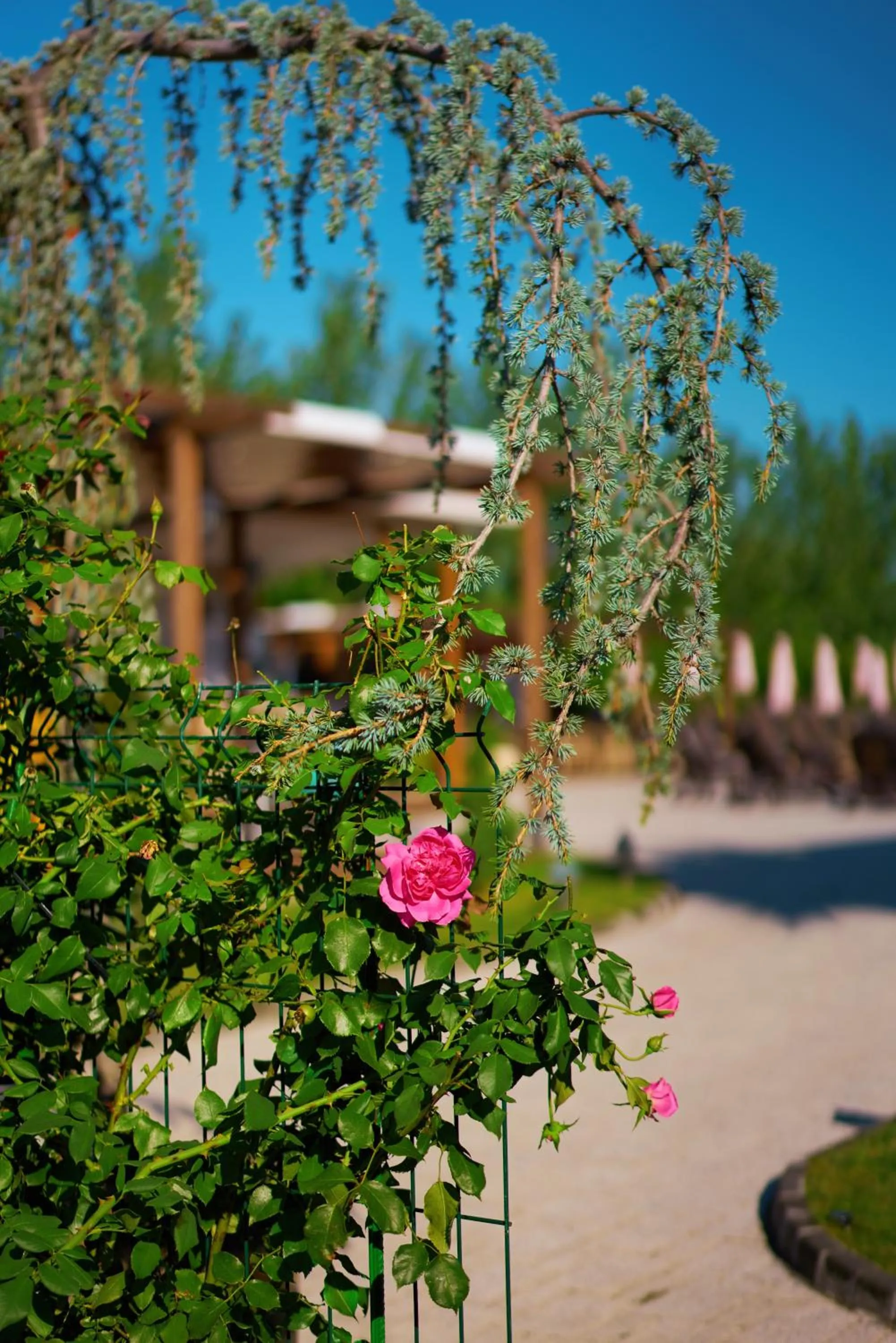 Garden view in Boutique Complex Trakiets