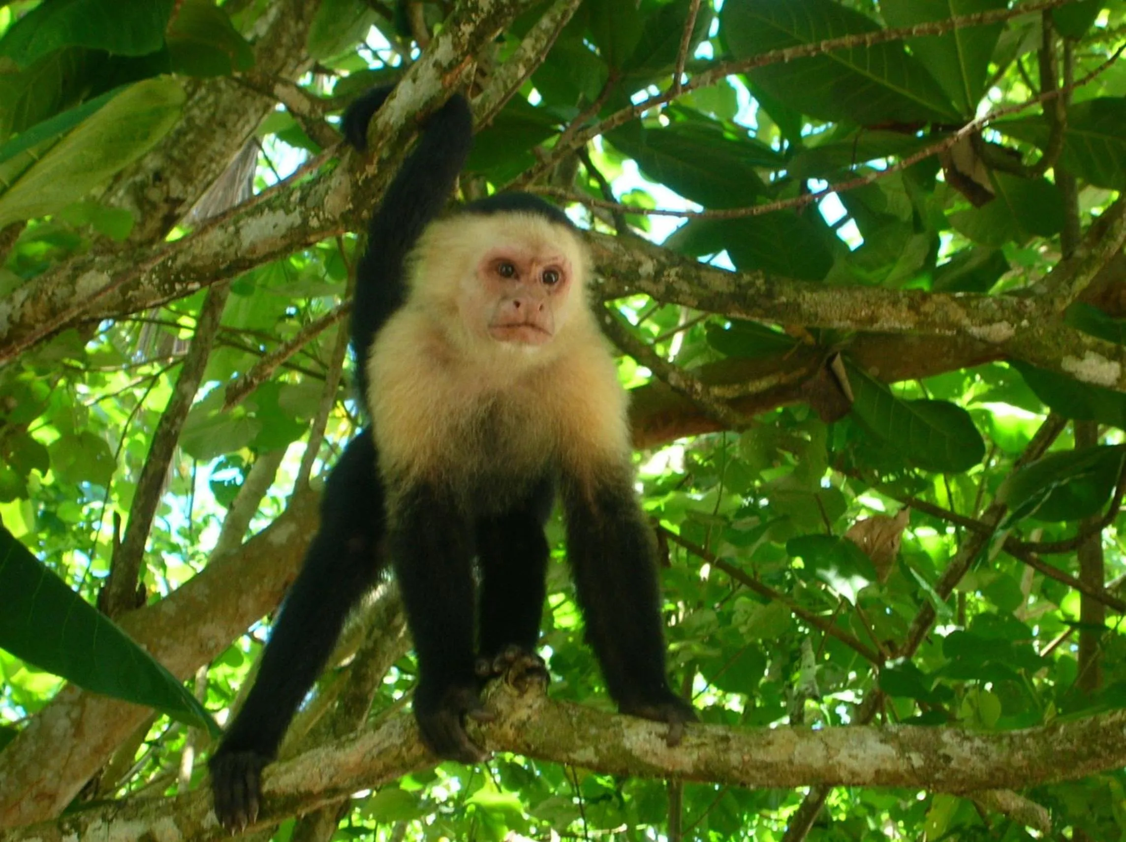 Animals in Tierra de Sueños Lodge & Wellness Center