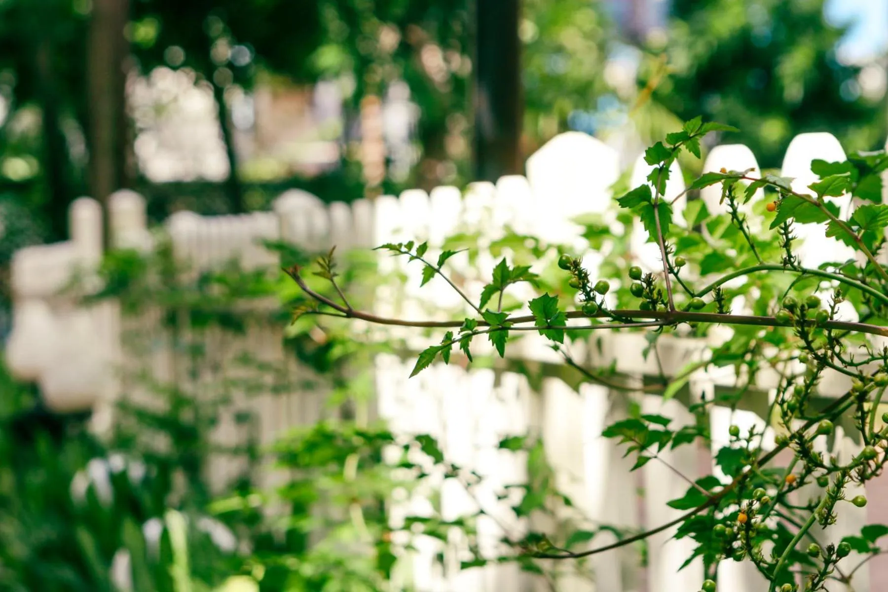 Natural landscape in Chandara Boutique Hotel