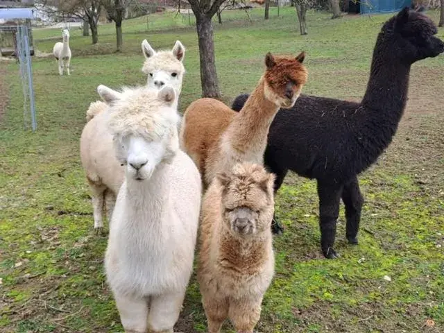 Property building in Landhotel Oßwald Property building in Landhotel Oßwald