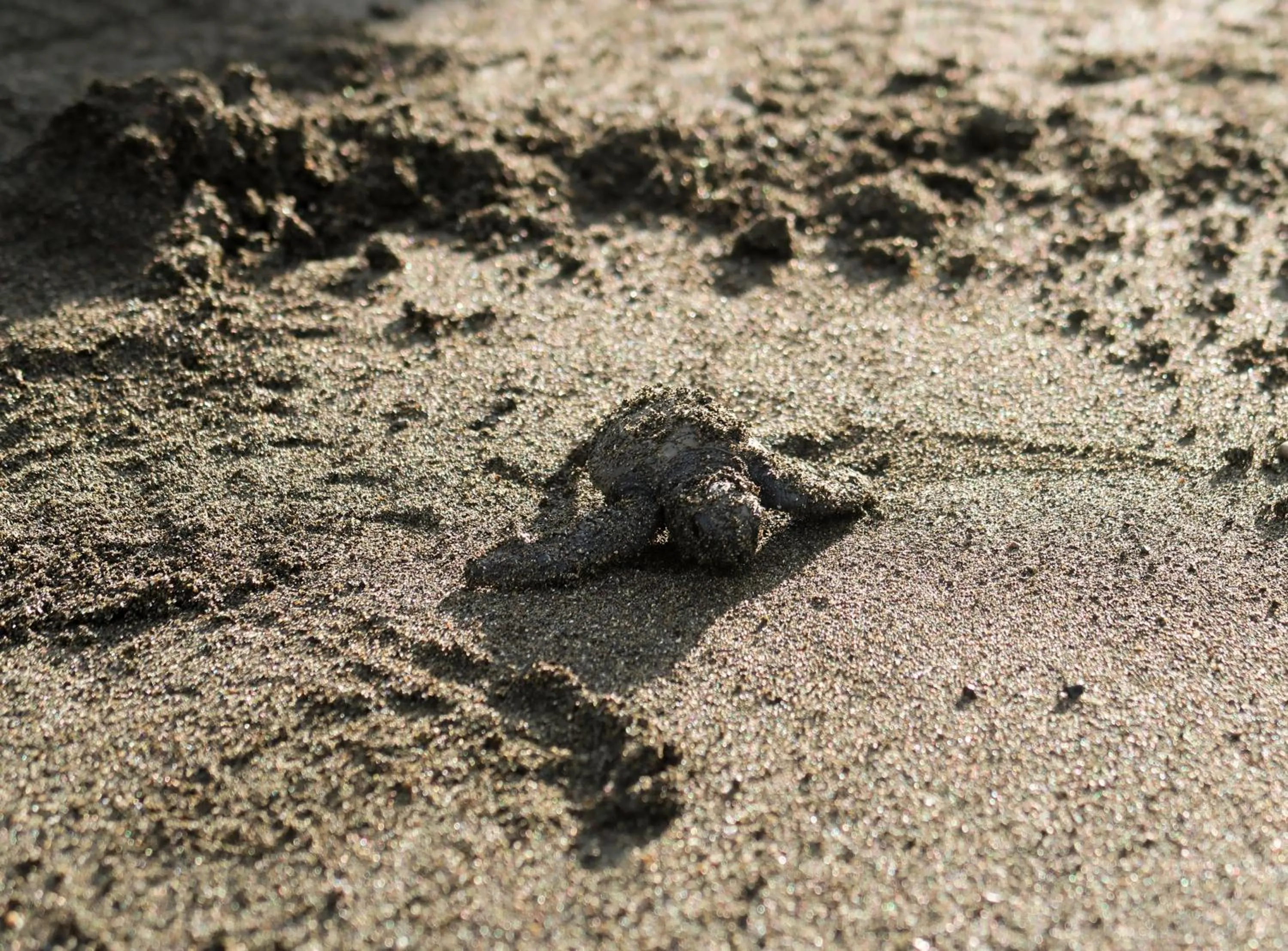 Beach in Hotel Hoja de Oro Corcovado