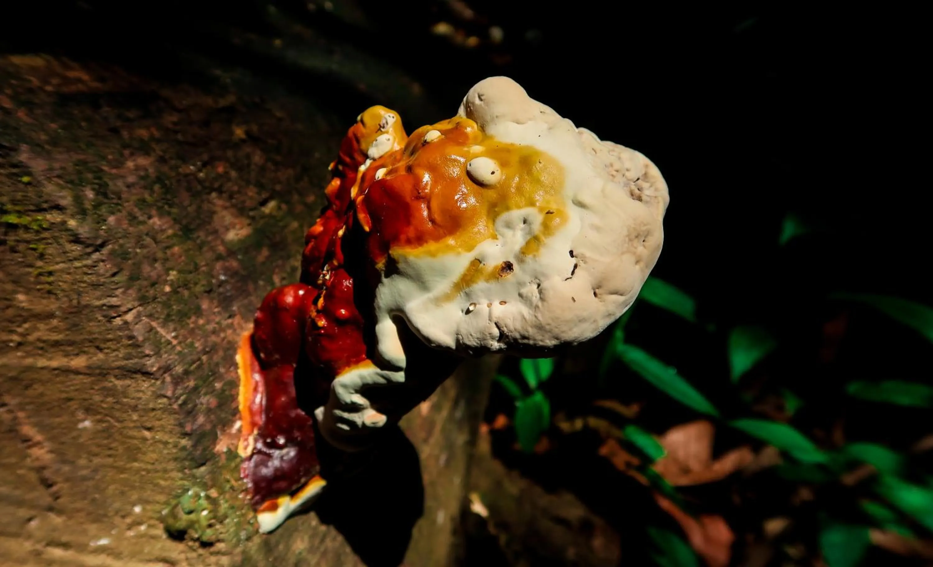 Activities in Hotel Hoja de Oro Corcovado