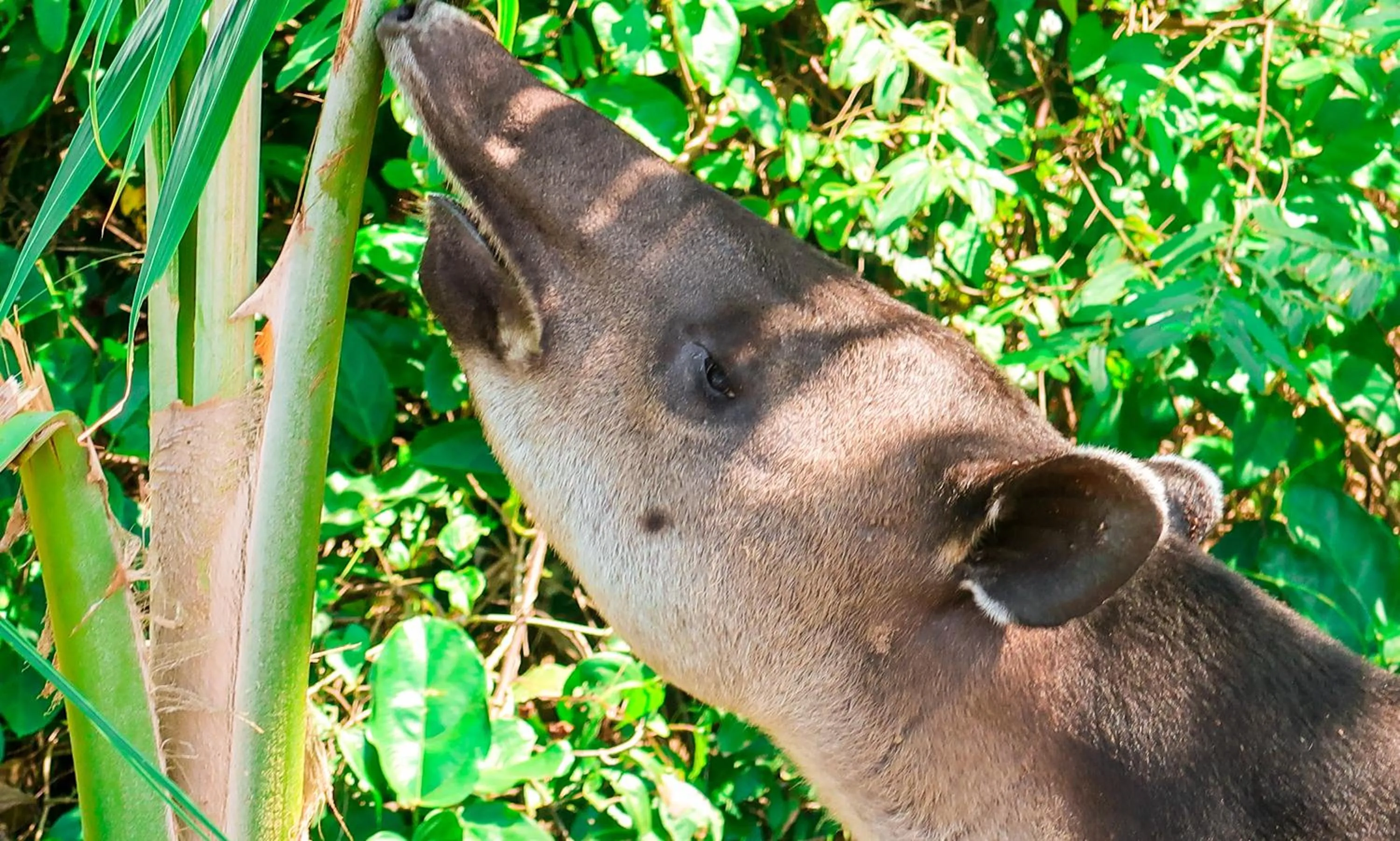 Animals in Hotel Hoja de Oro Corcovado