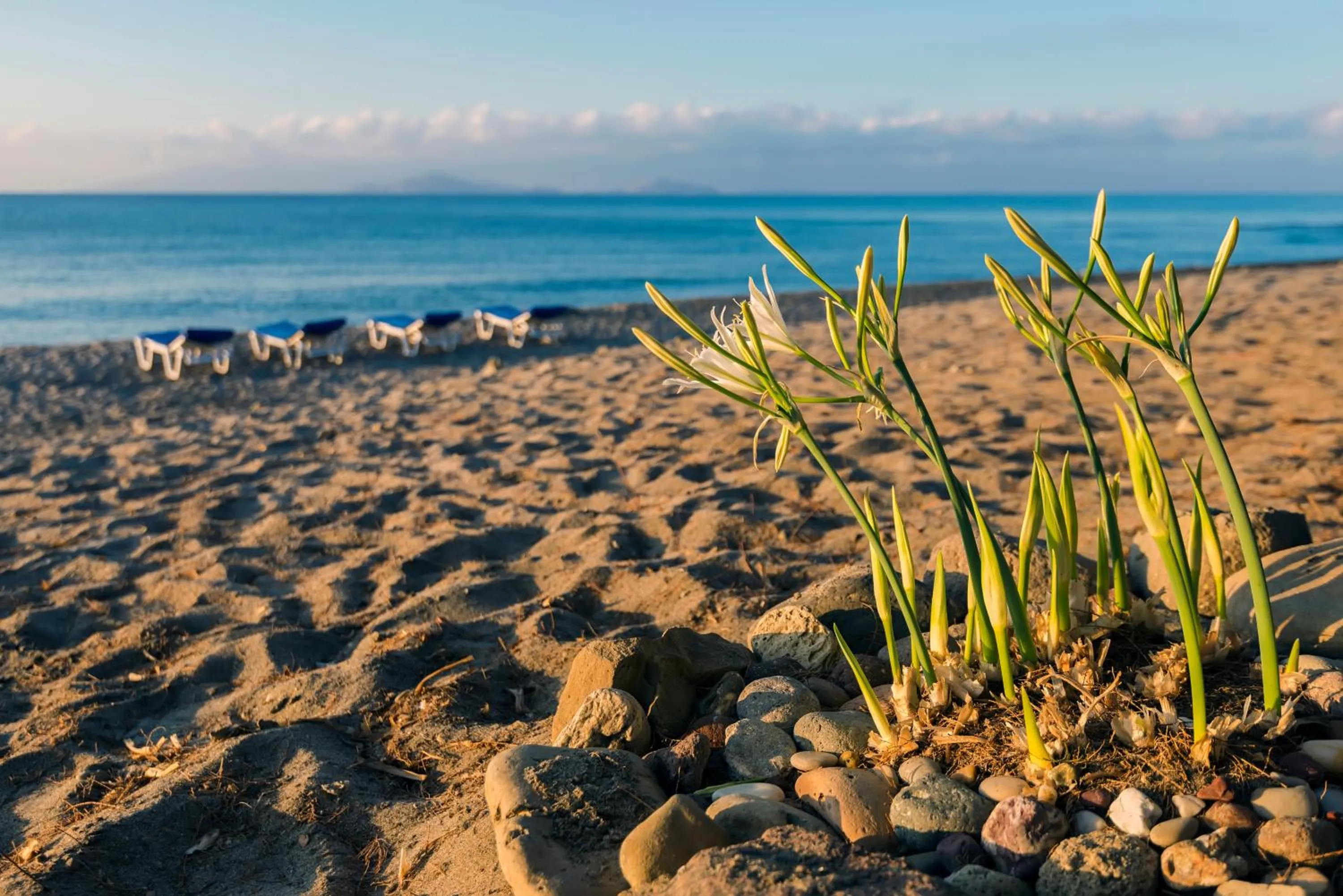Autumn in Olympia Mare