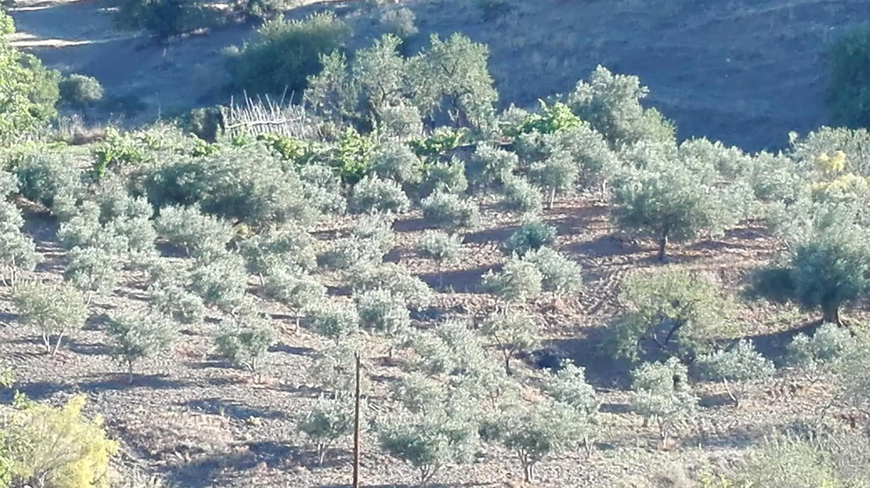 Cortijo Rural Los Gonzalez