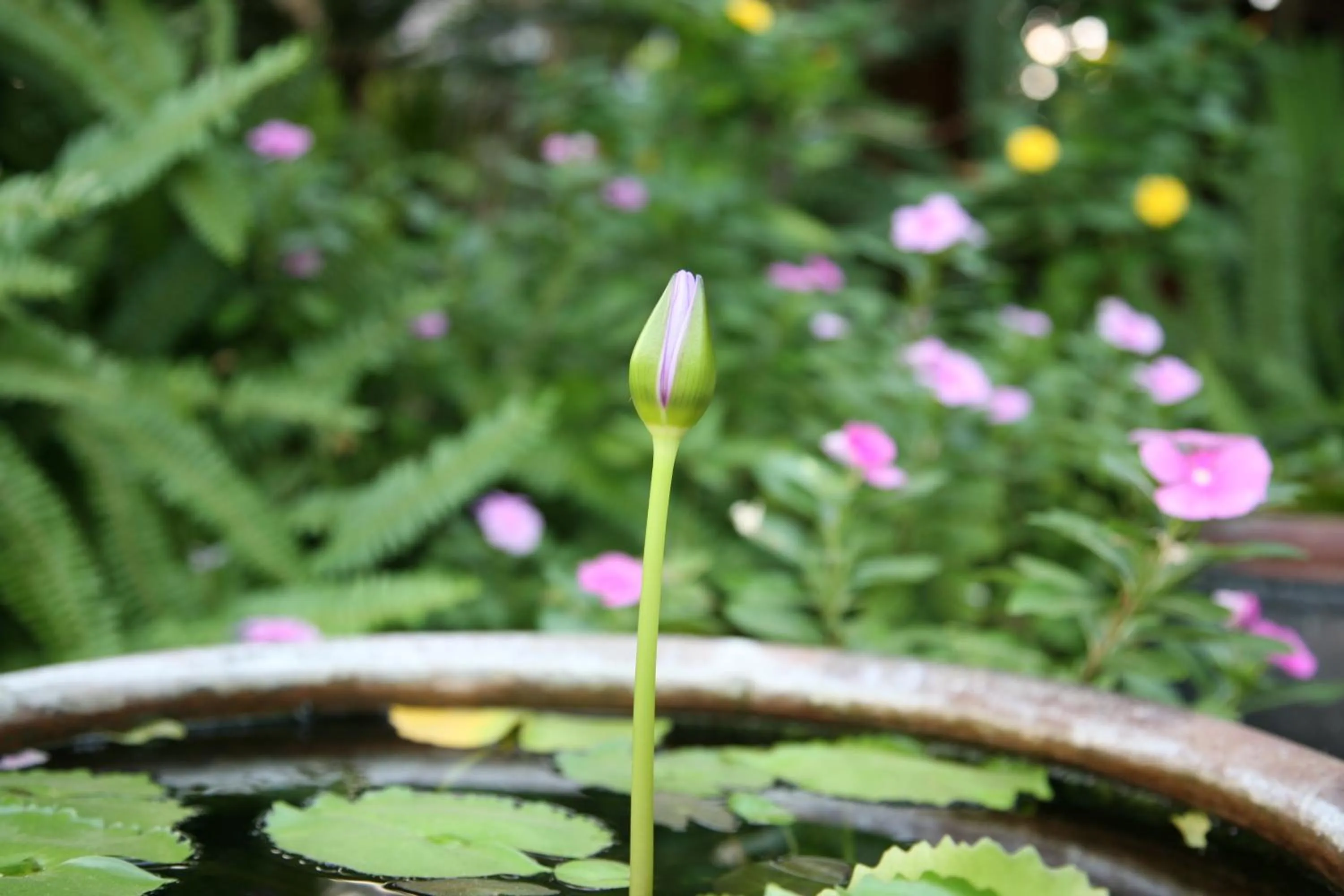 Natural landscape in Mui Ne Resort