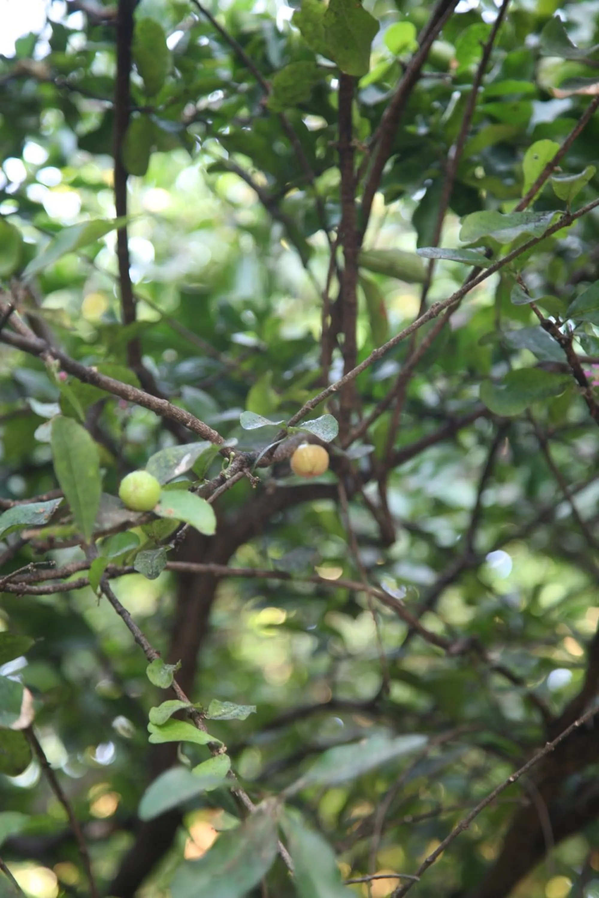 Natural landscape in Mui Ne Resort