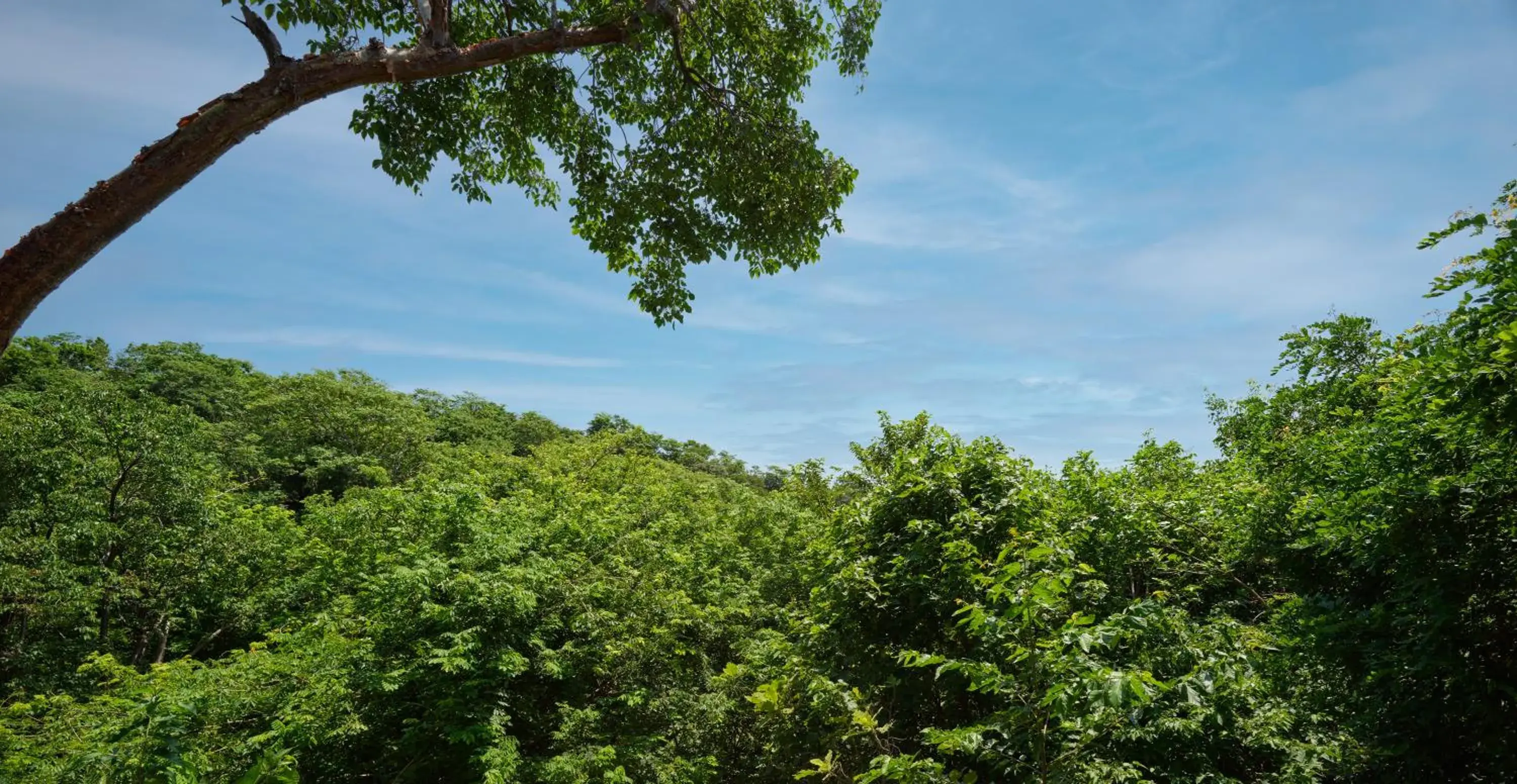 Garden view in Cocolia Hotel Garden view in Cocolia Hotel