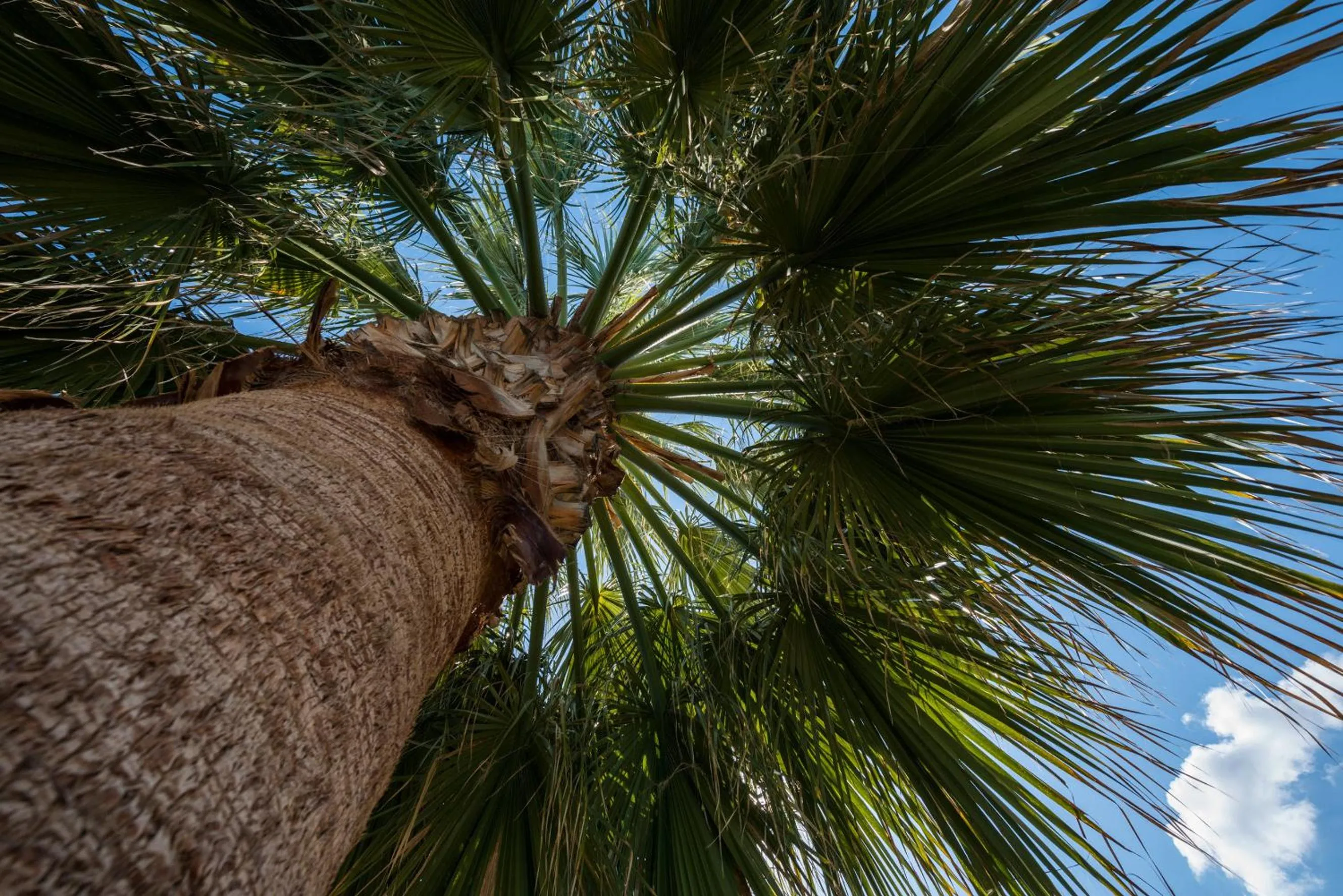 Garden in Nireas Hotel